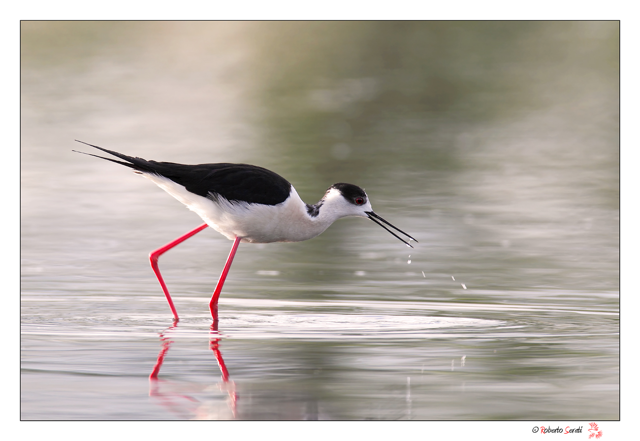 Ritratto di cavaliere