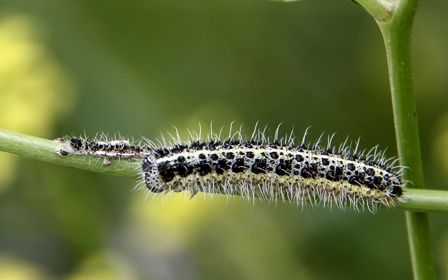 Caterpillar