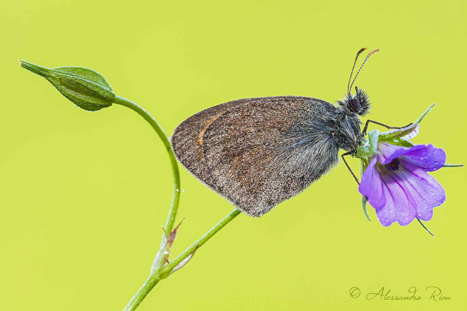 Loenonympha Pamphilus