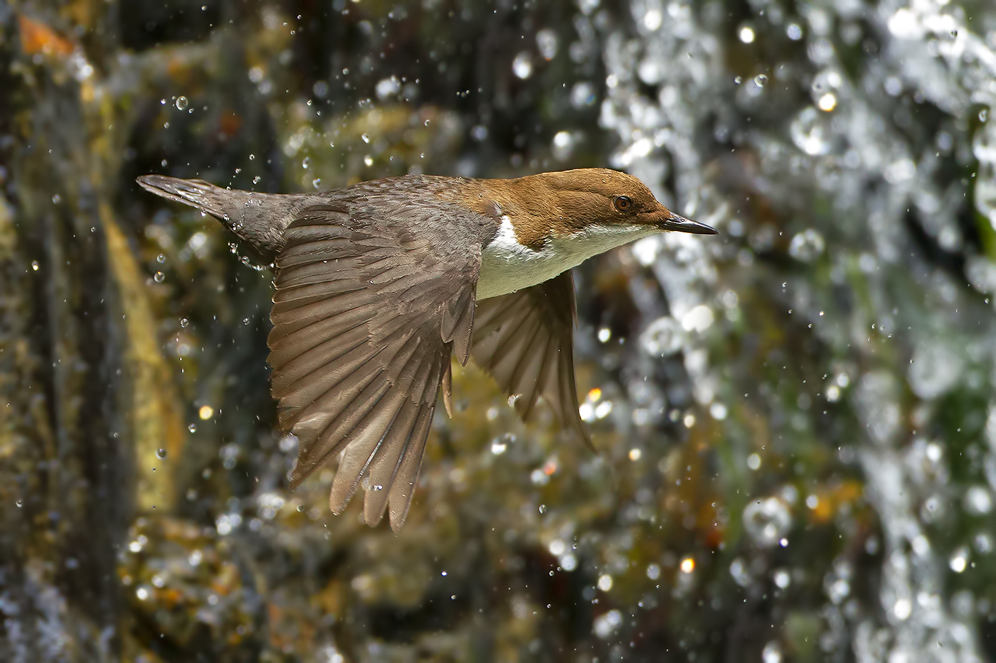 Merlo Acquaiolo - Alpi Apuane .