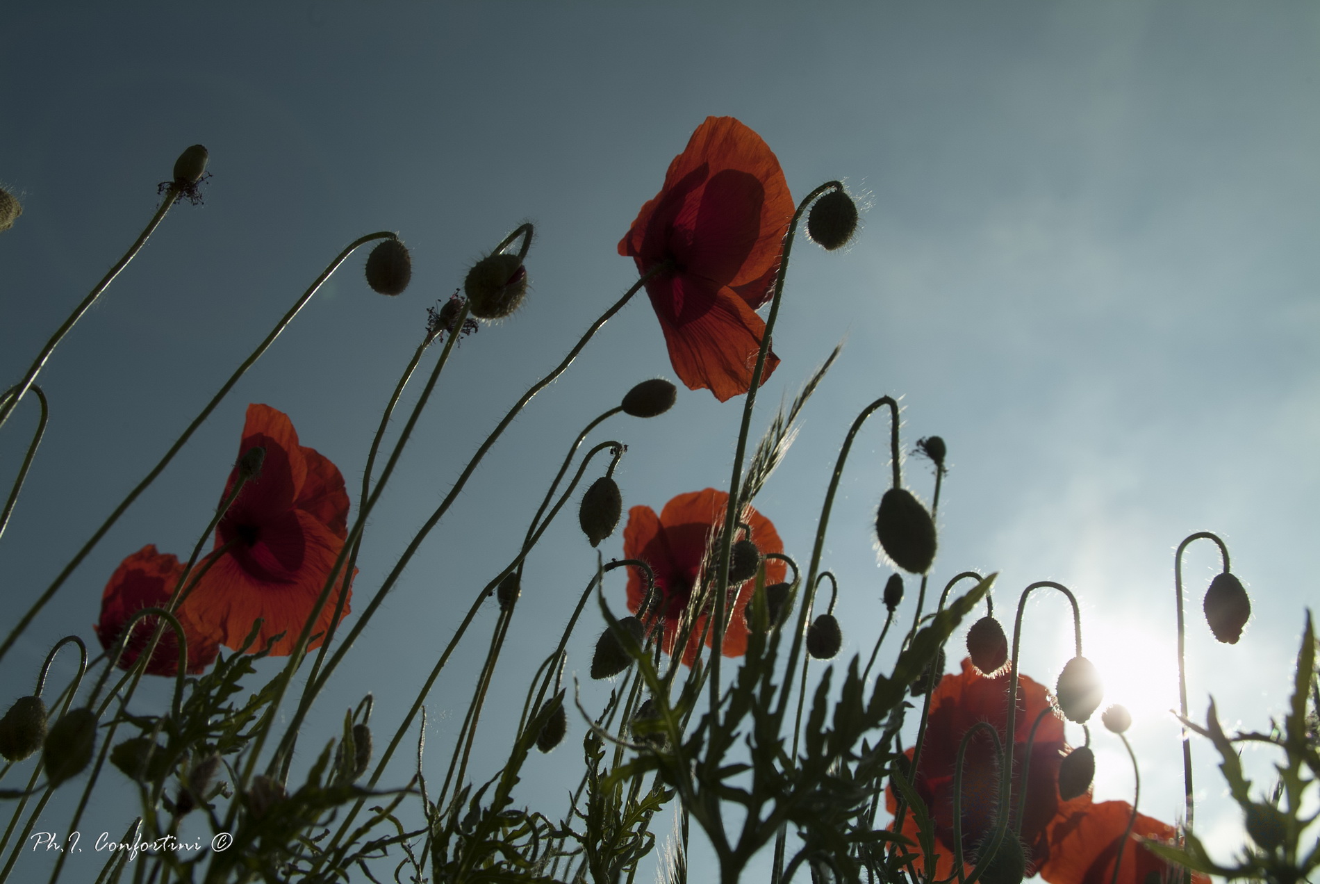 Papaveri e sole