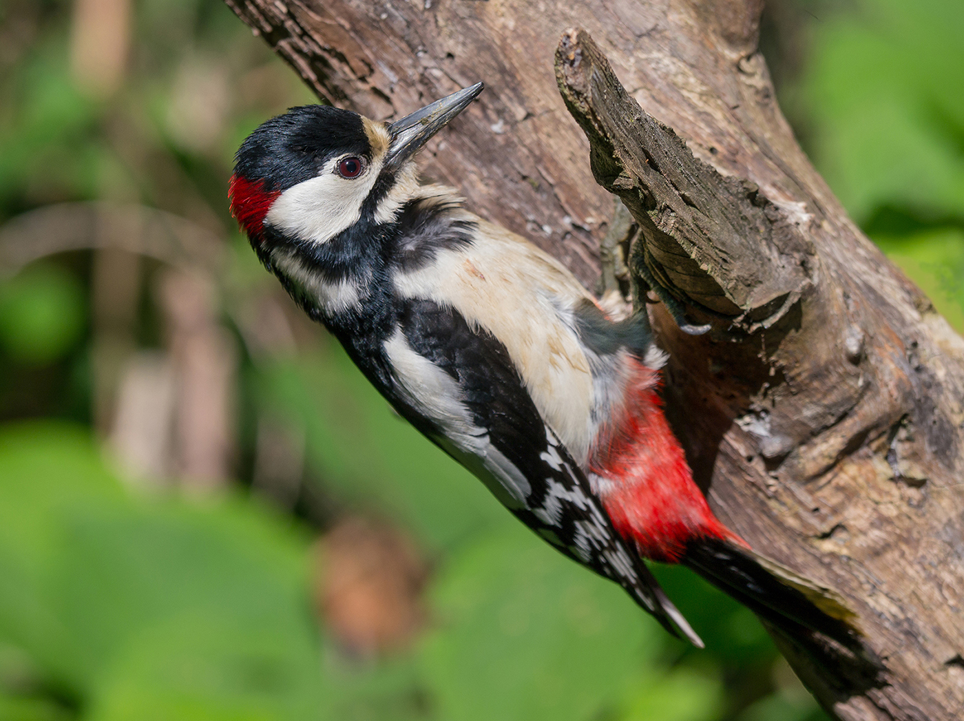 Picchio Rosso Maggiore (maschio)