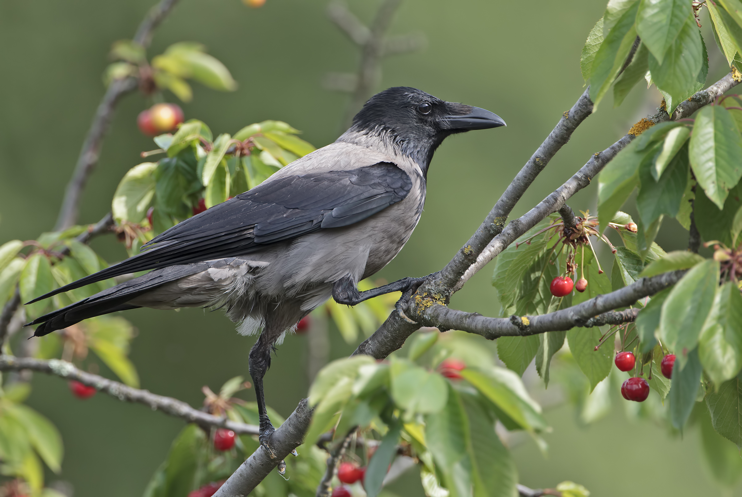 Appetitosi frutti di stagione 1