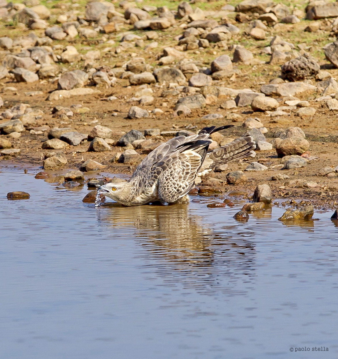Drinking Crested Hawk-Eagle