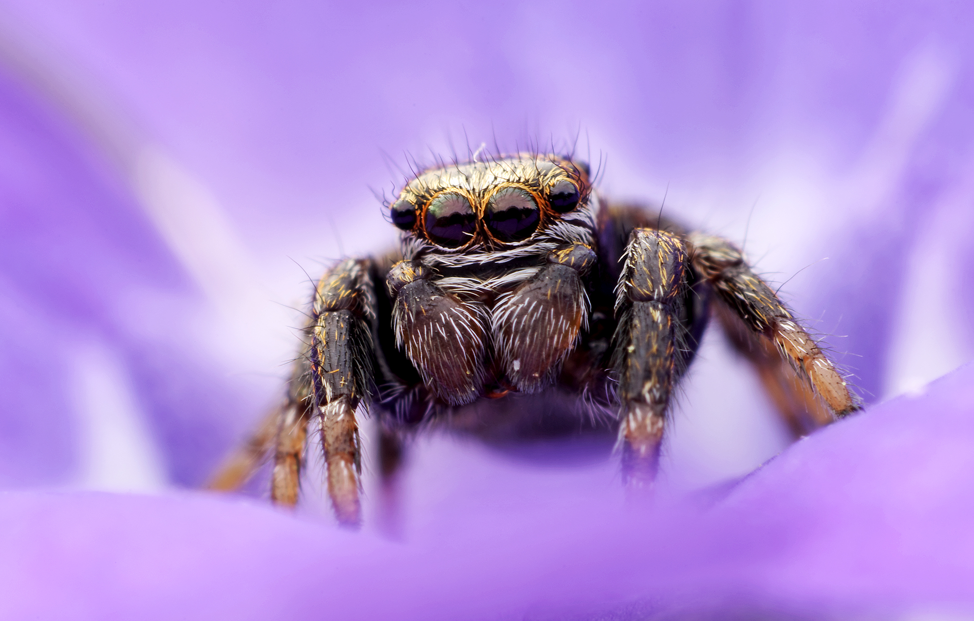 Evarcha Arcuata version 2