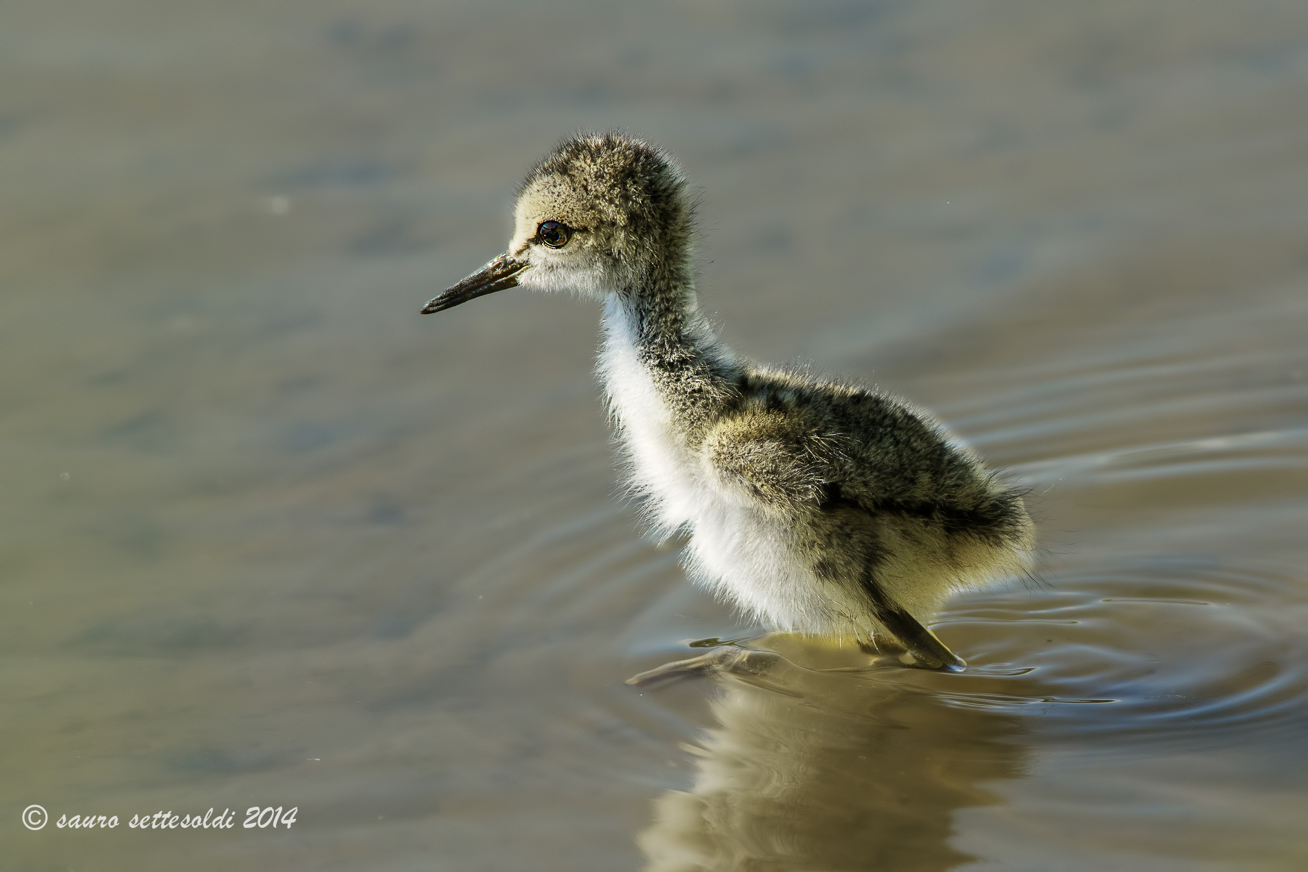 Pullo di Cavaliere D'Italia
