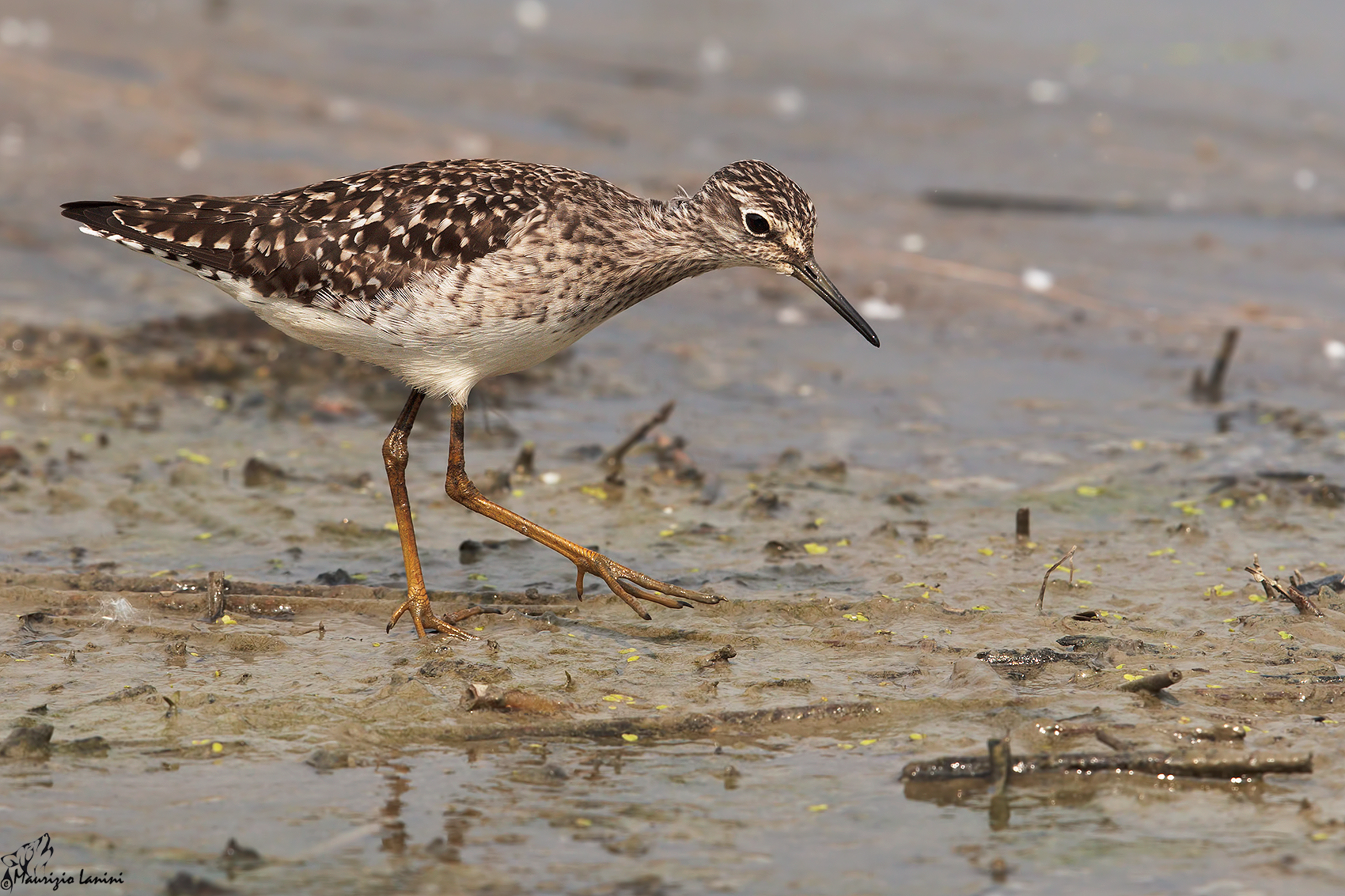 Piro piro boschereccio