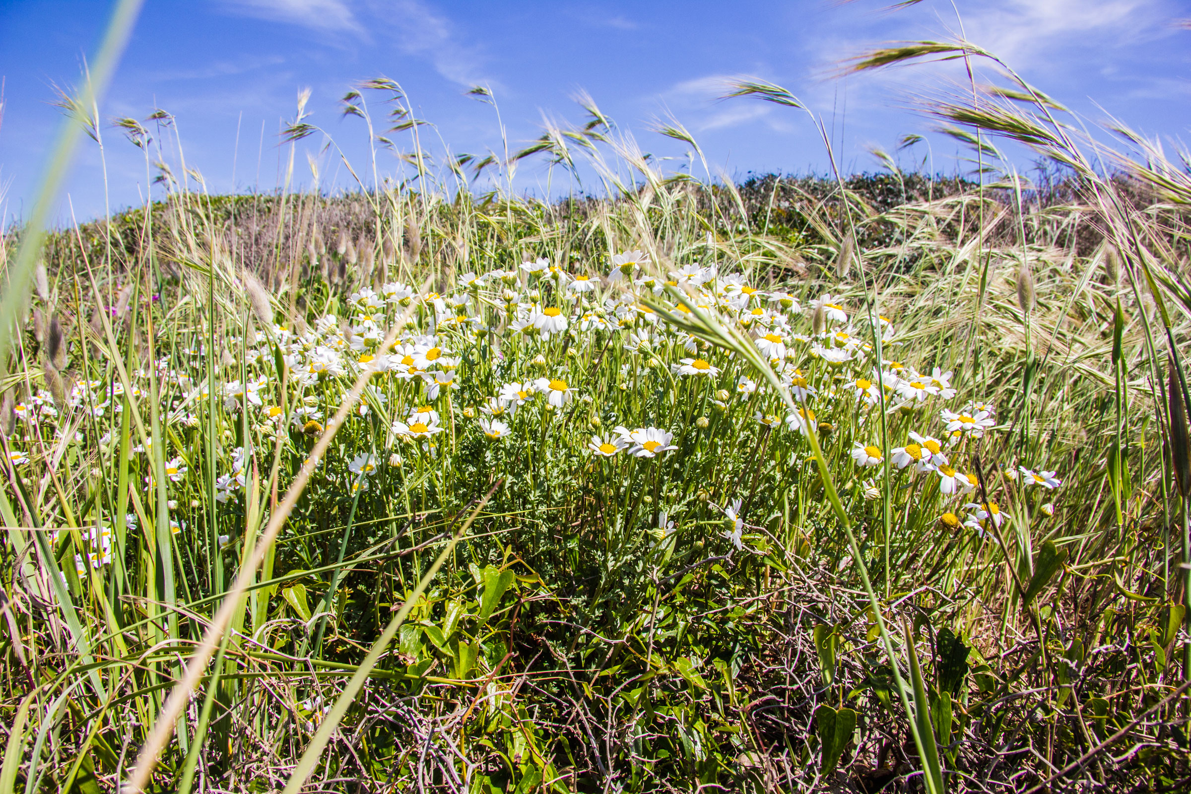 Daisies Tarquinia (vt)