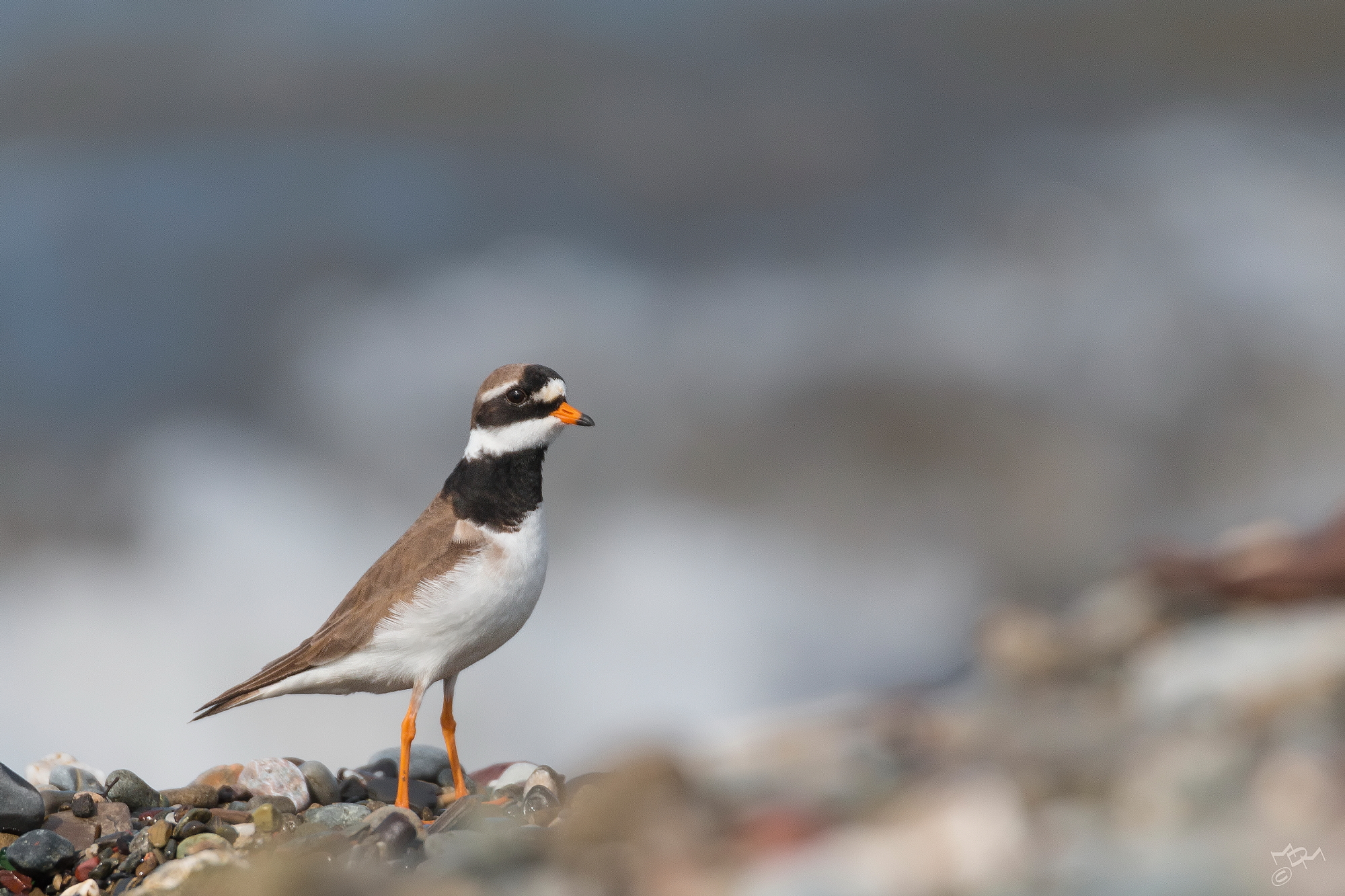 Ringed Plover