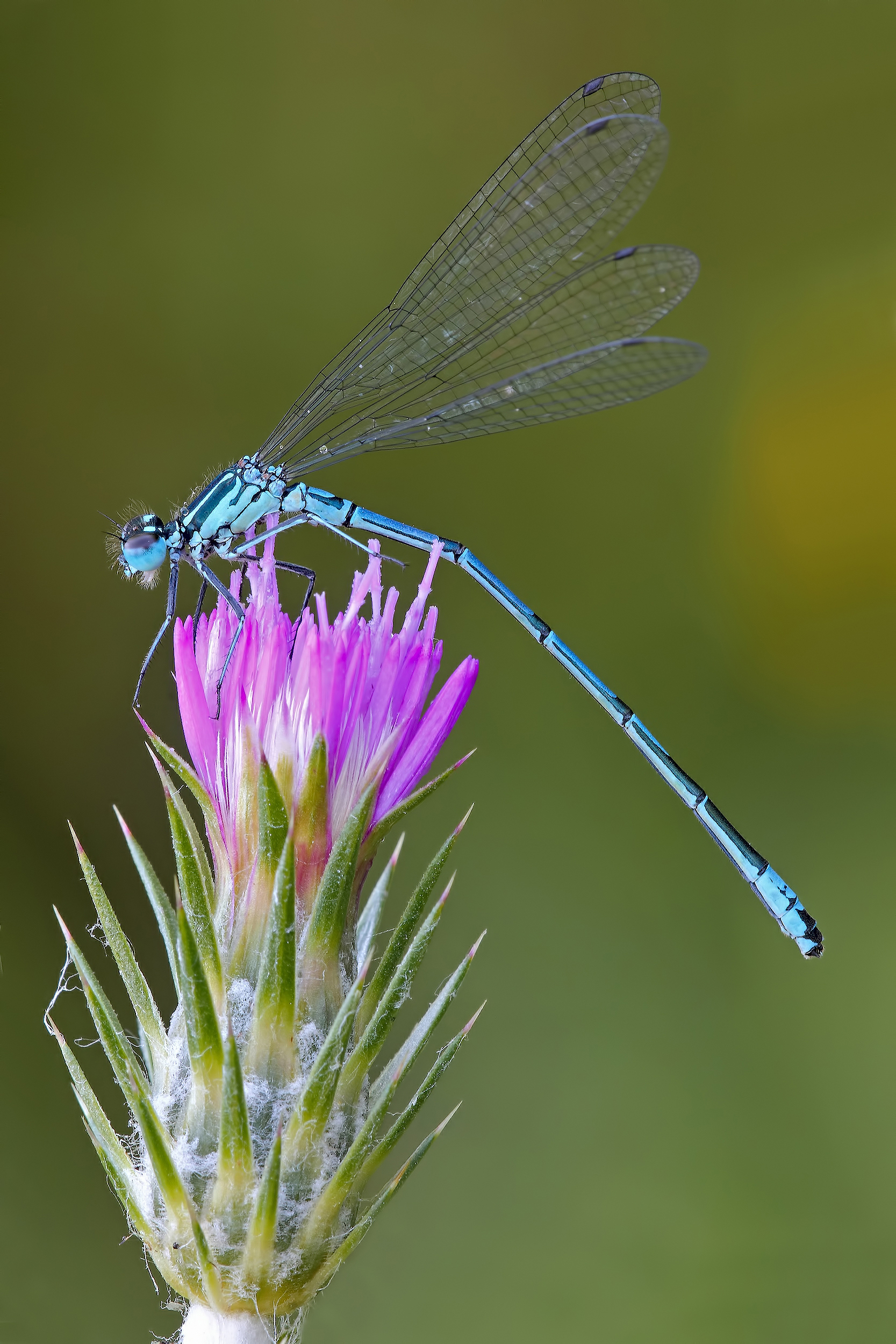 ....a gentile richiesta....!!!