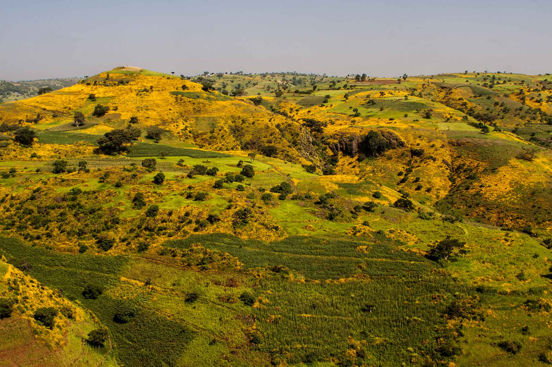 Etiopia: a settembre esplosione di giallo