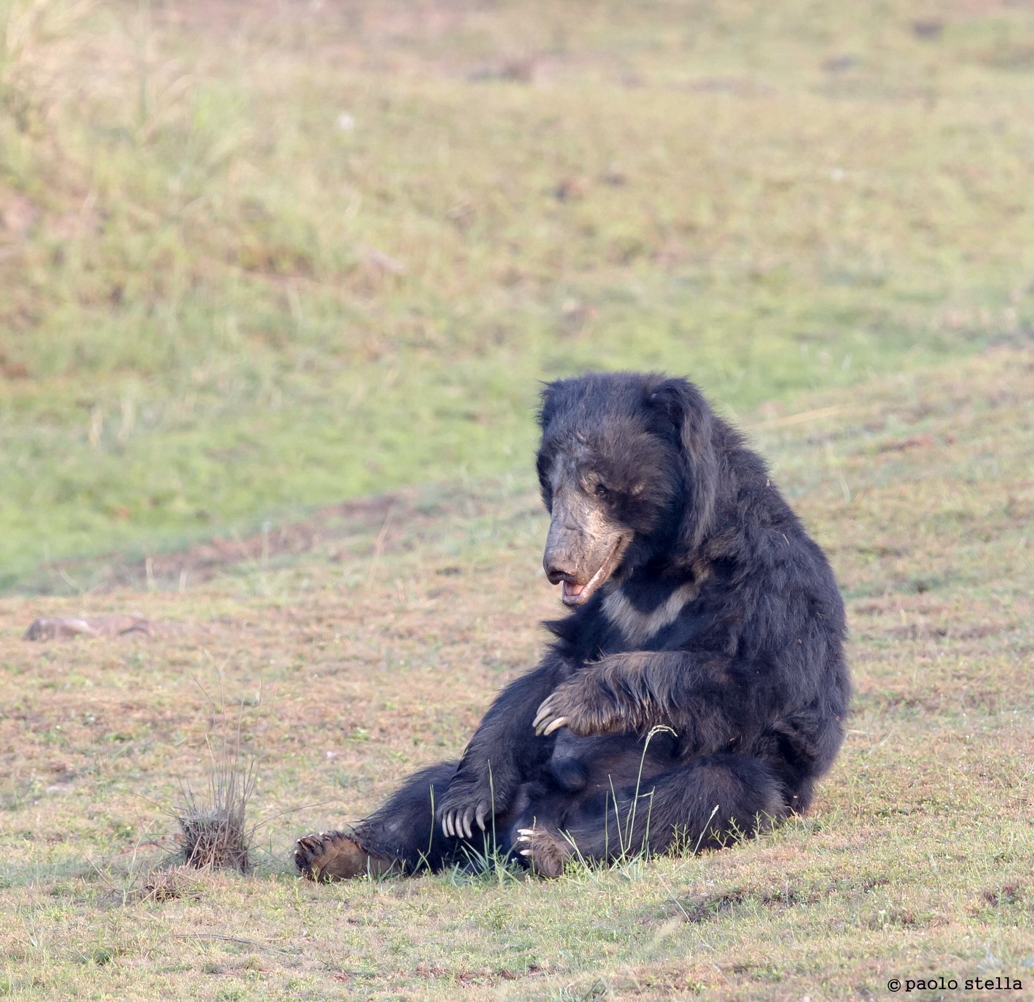 Sloth bear 2