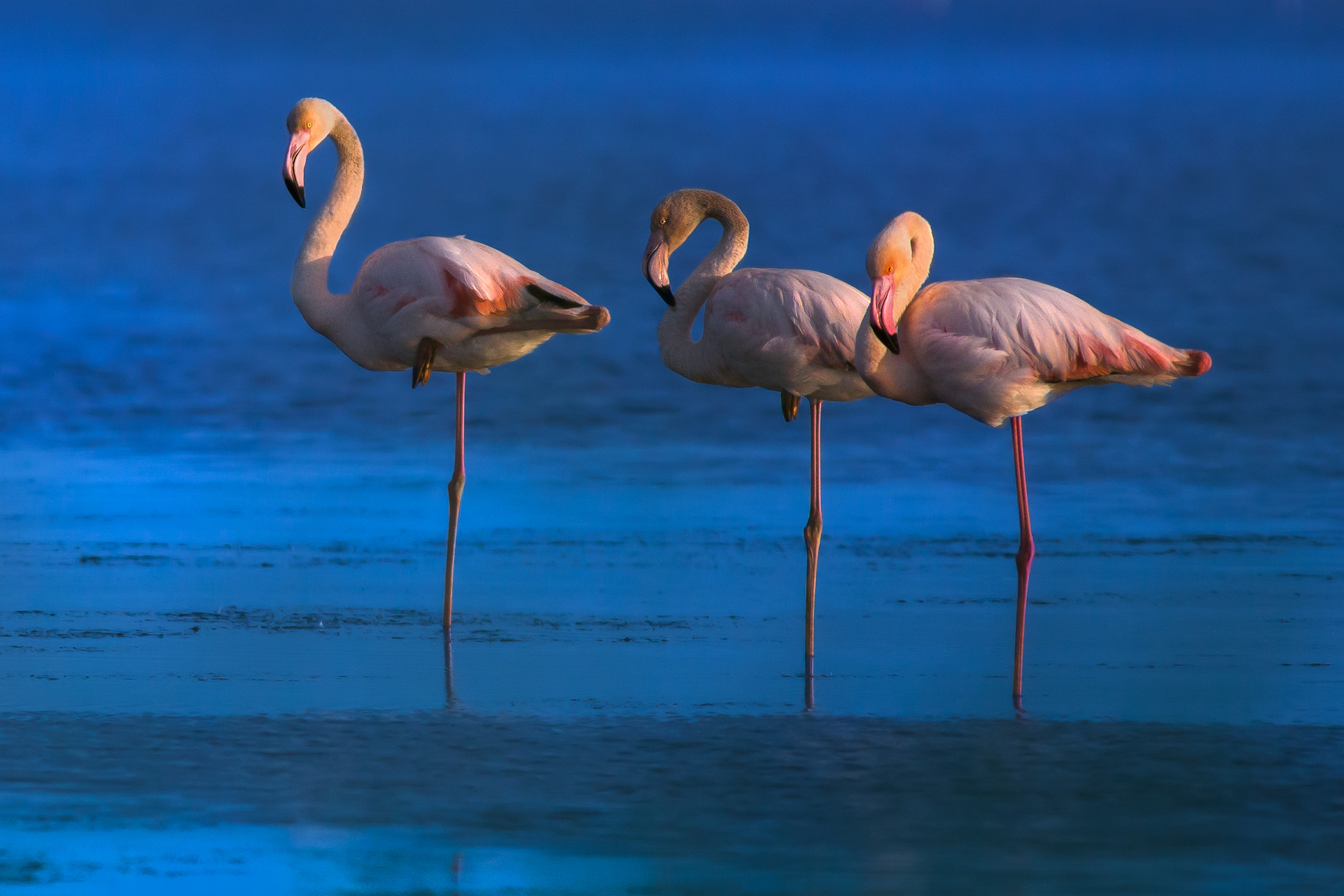 Fenicotteri Rosa Cervia
