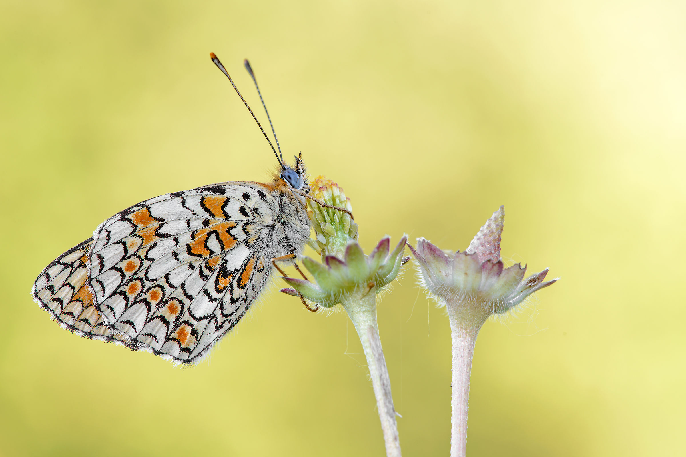 The first of the season