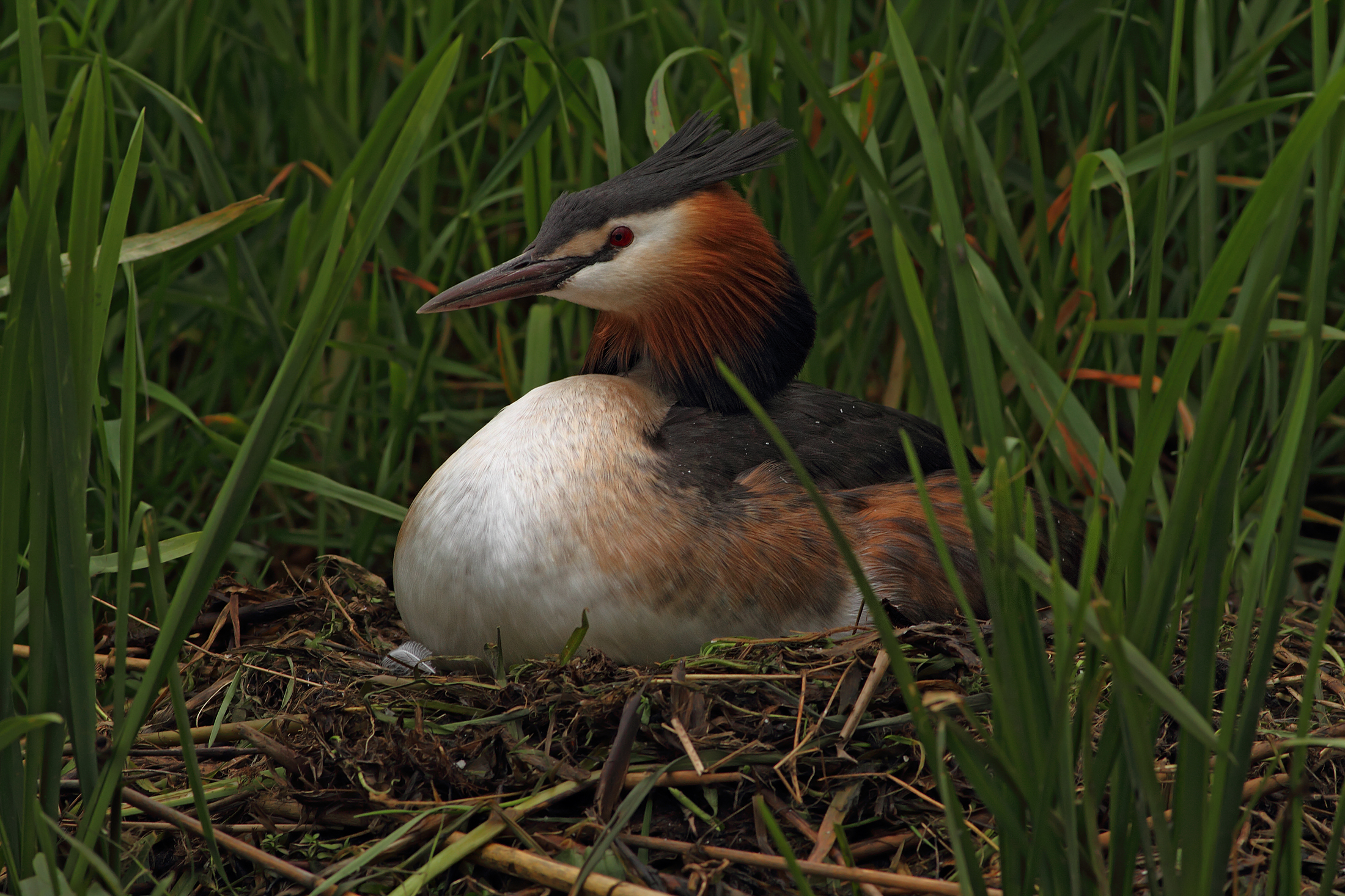 Grebe in hatching