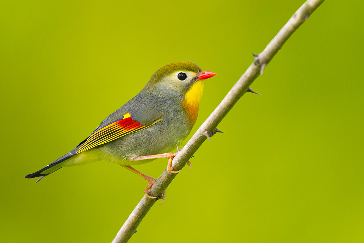 Usignolo del giappone