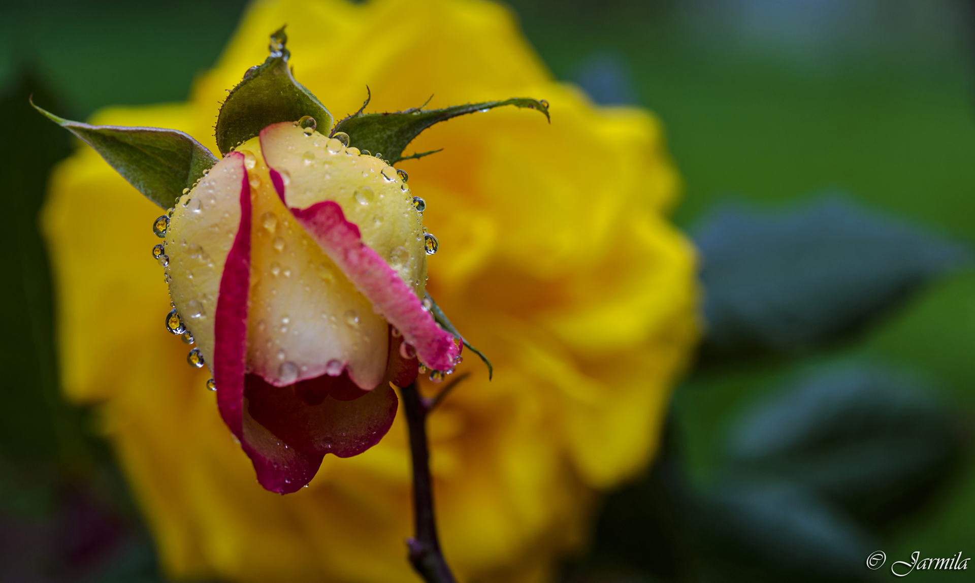 Gocce d'acqua con riflesso