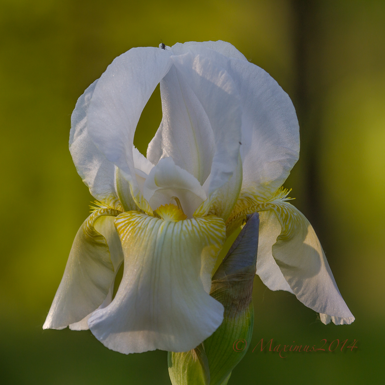 .. un fiore per la mia mamma ...
