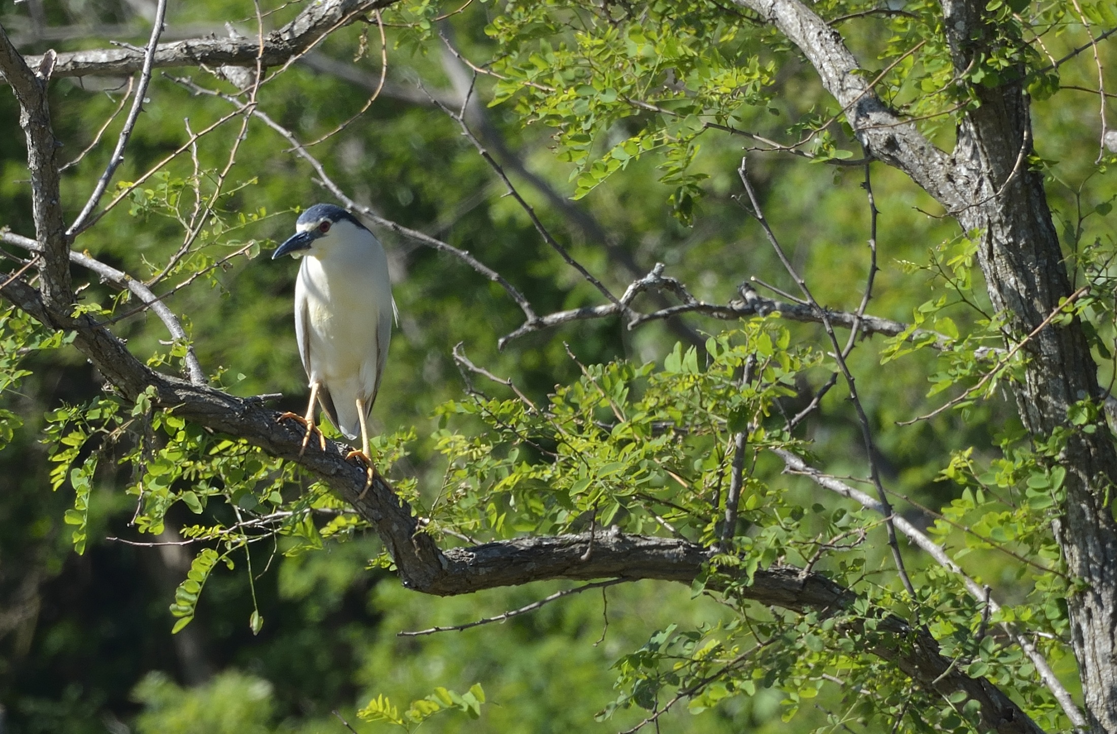 Night Heron