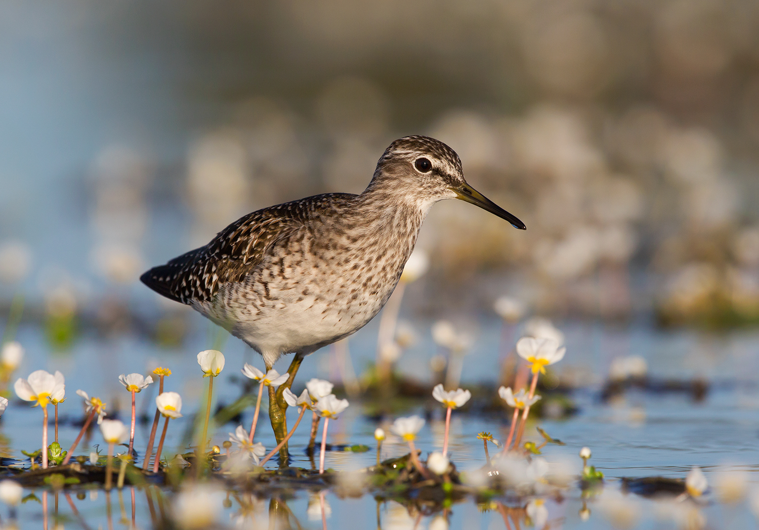 piro piro boschereccio