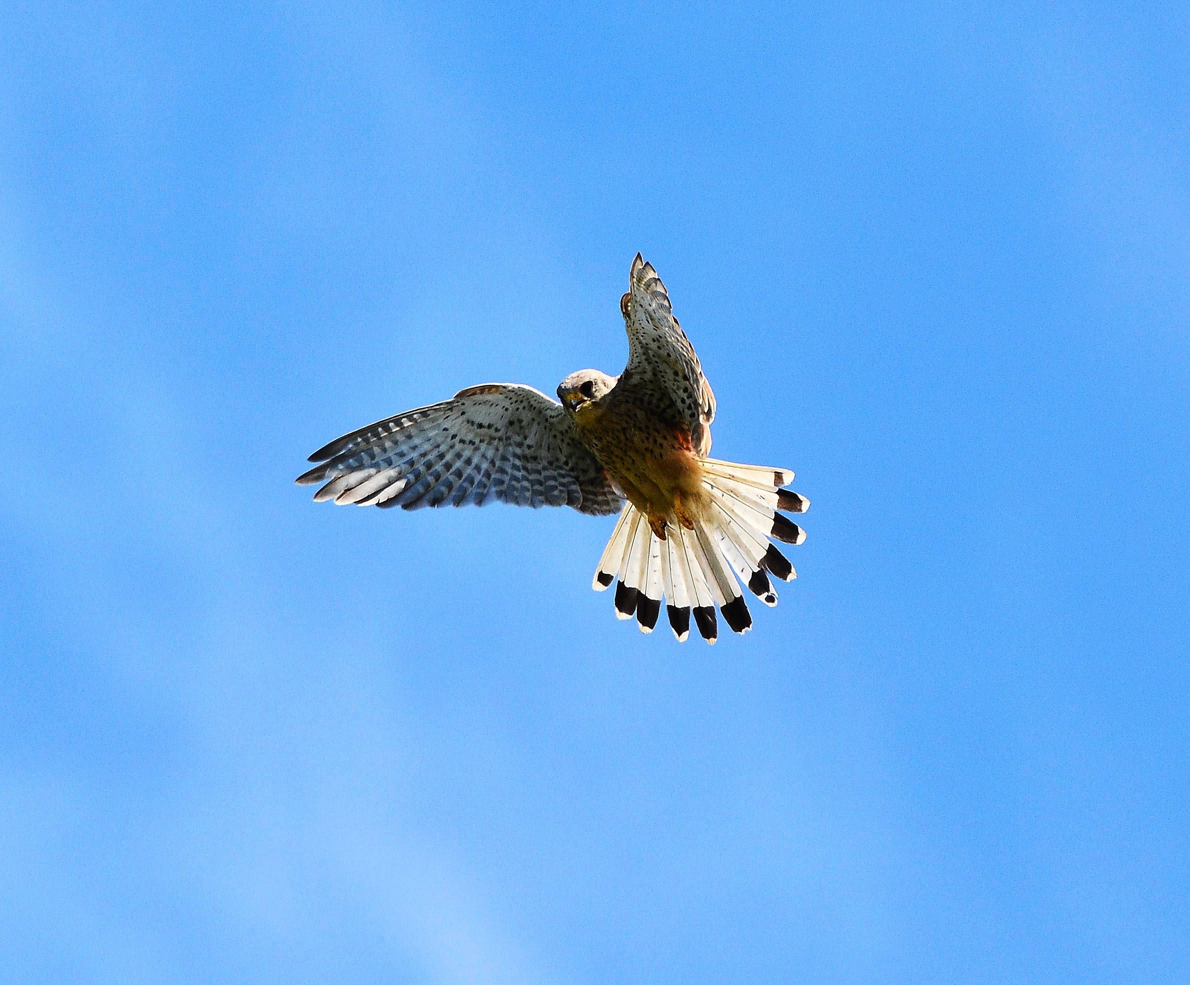 Kestrel