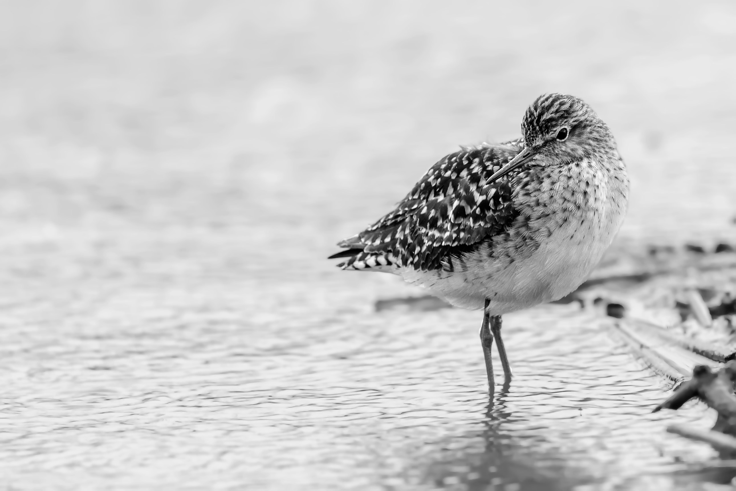 Piro Piro boschereccio Black White