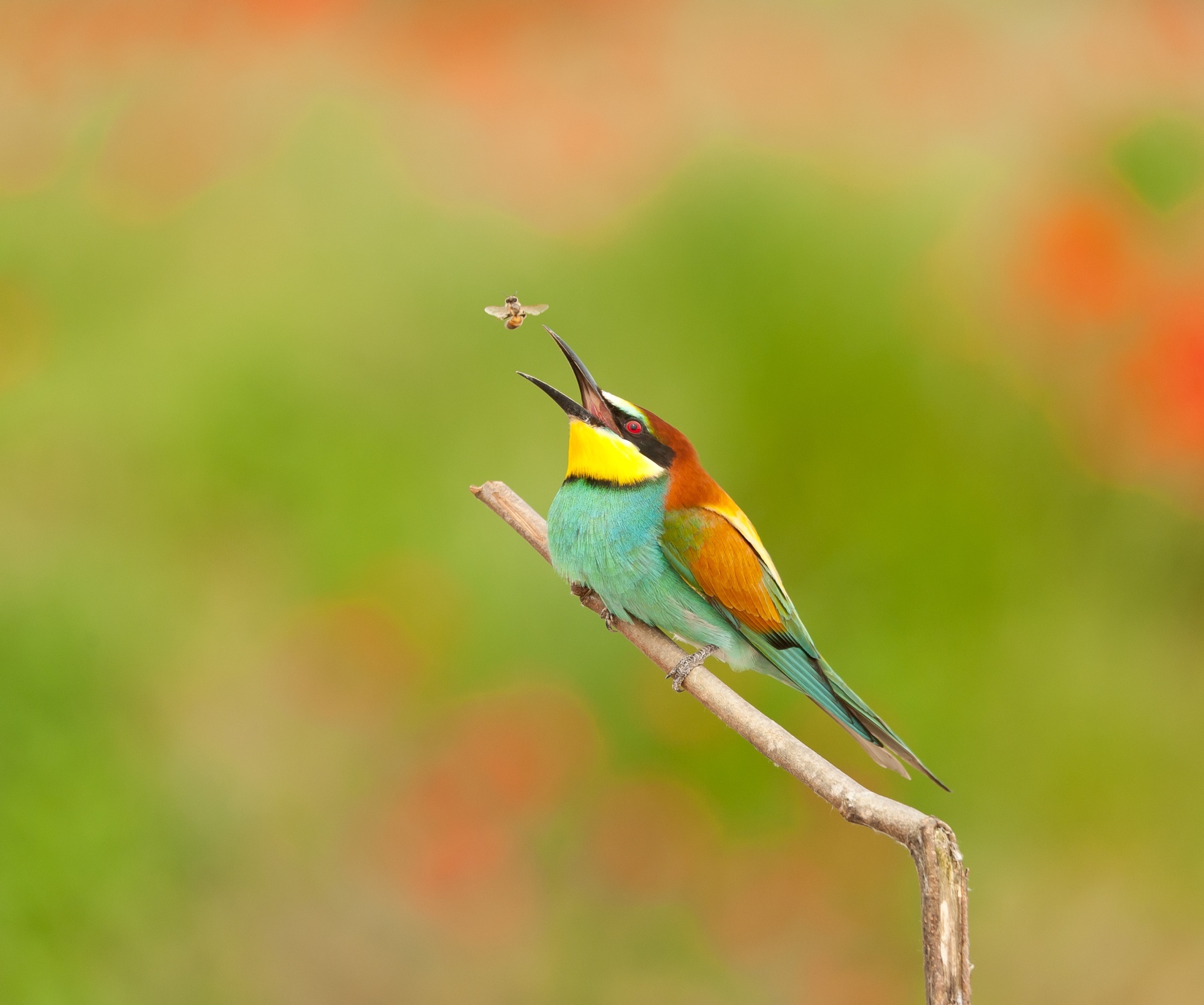 Il pranzo è servito