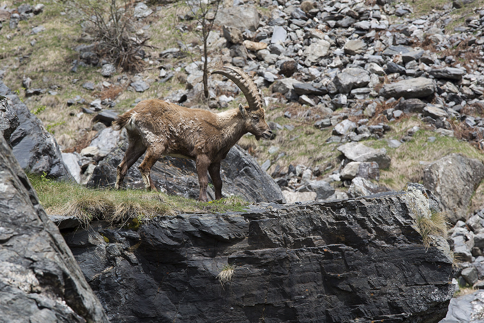 Ibex