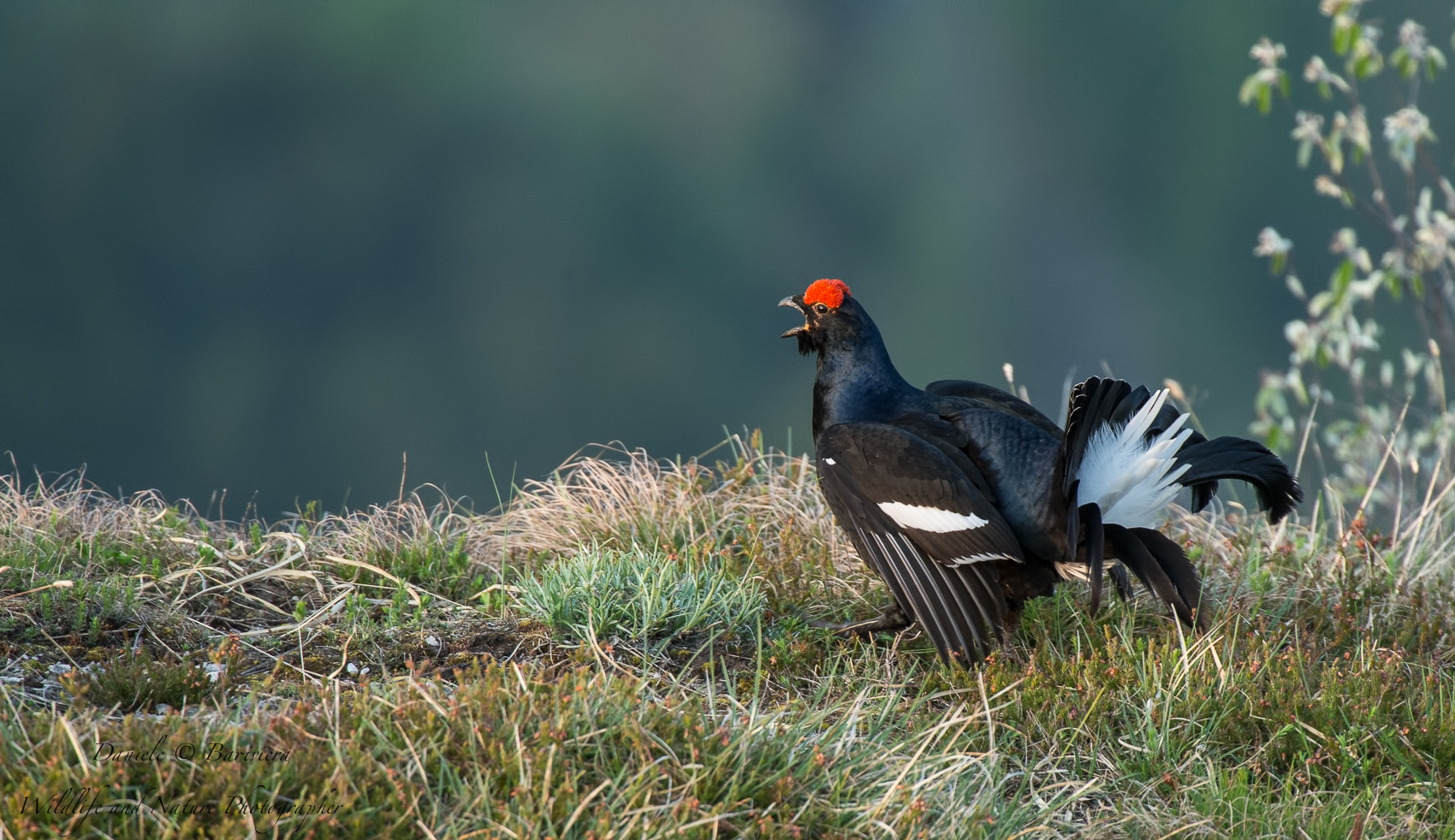 the song of the grouse