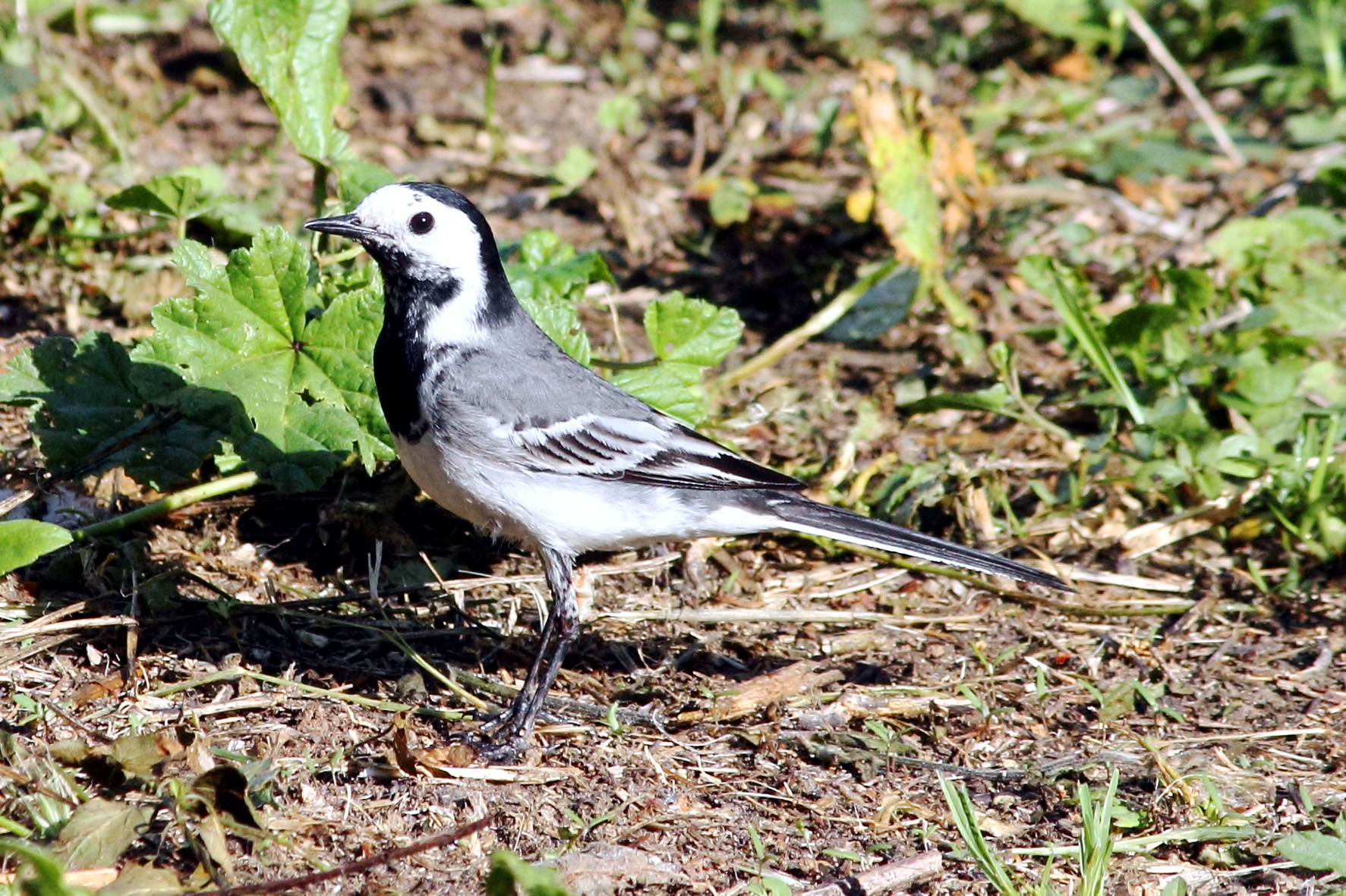 Eleganza da ballerina