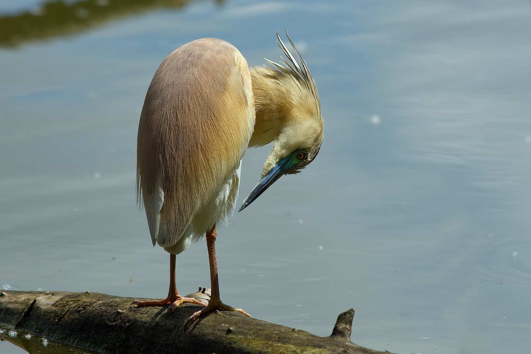 Sgarza from tuft # 1