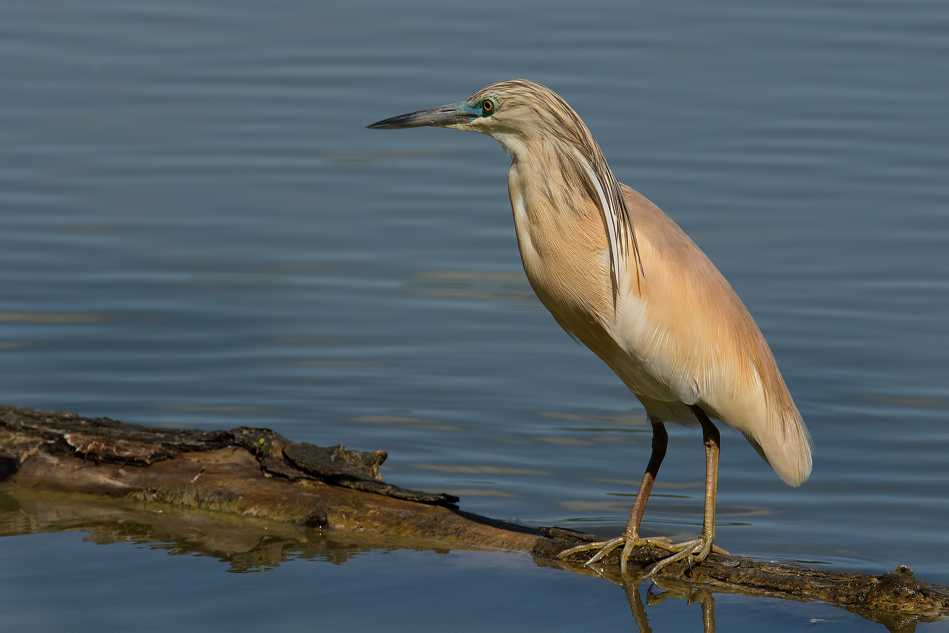 Sgarza from tuft # 2