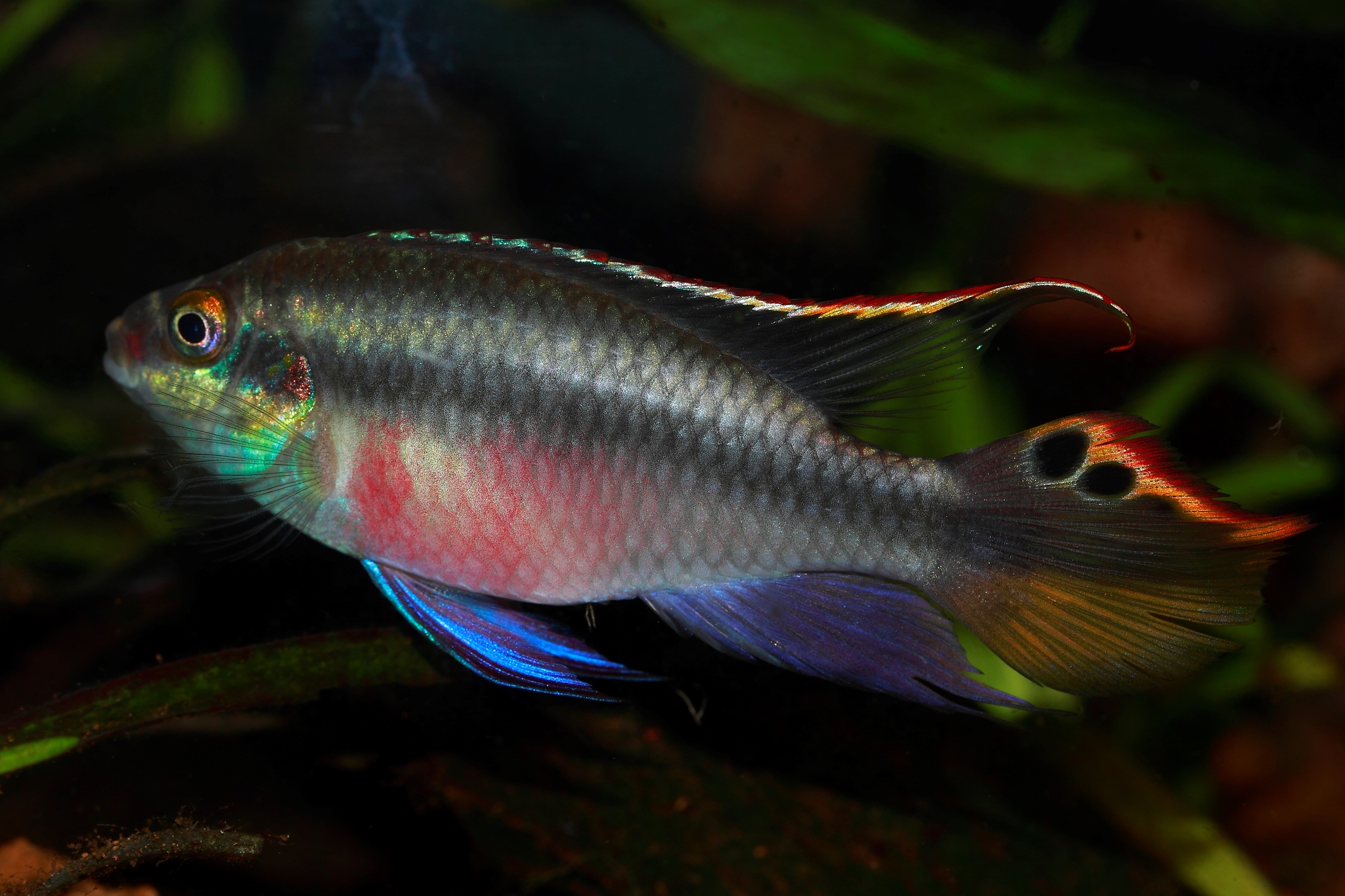 pelvicacromis pulcher male