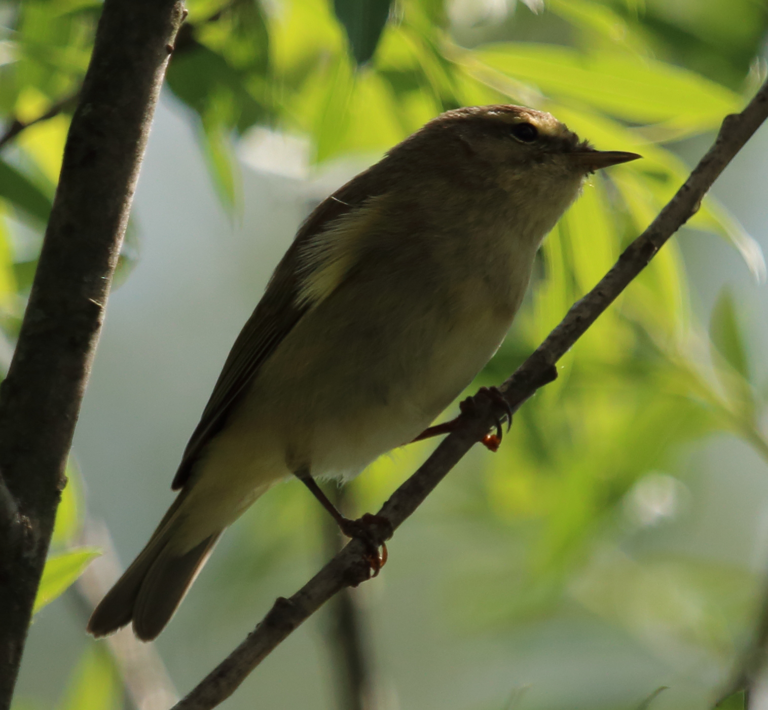 sconosciuto chi sono 1