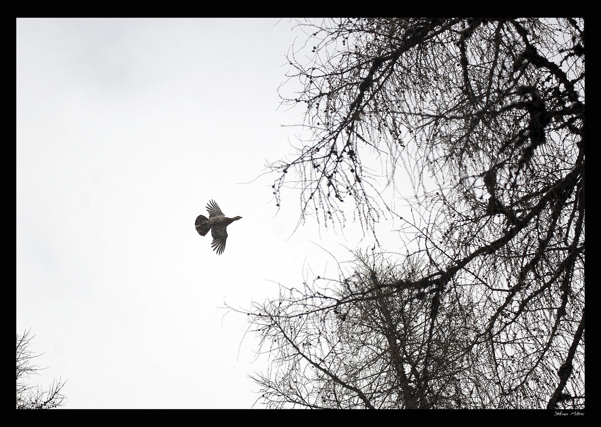 Henn-Hen --- Capercaillie