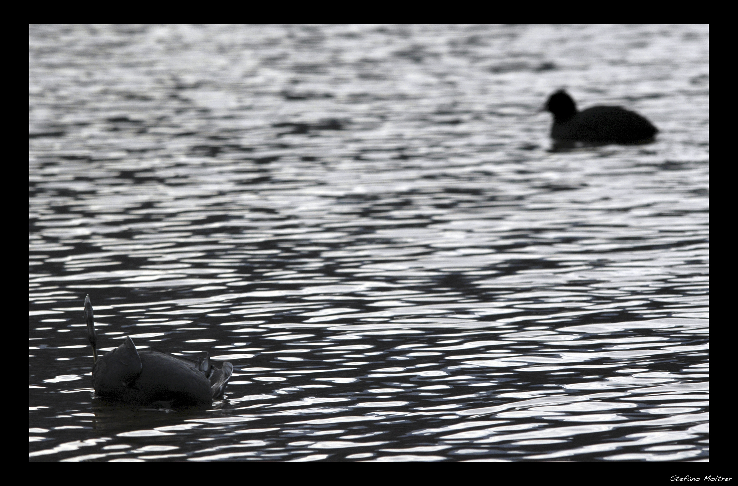 Life, Death, and ... Coot