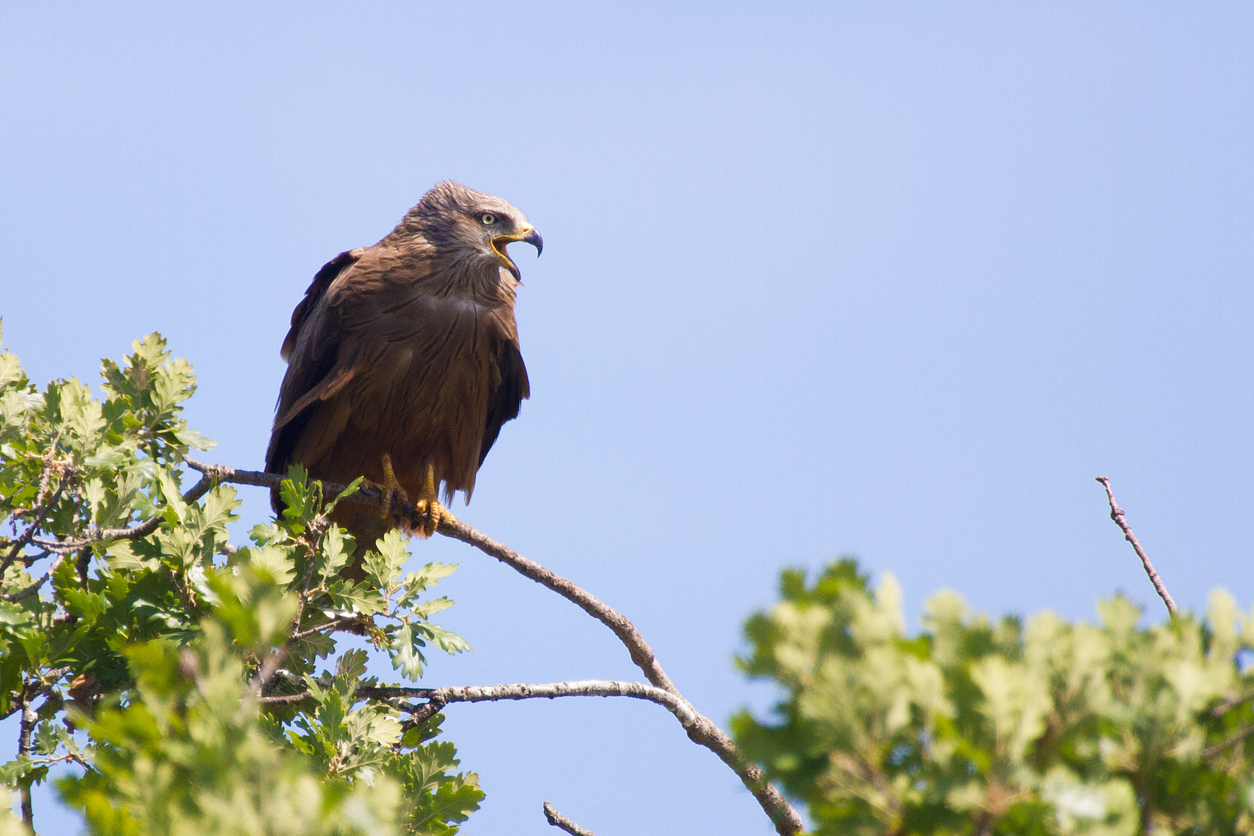 Black Kite