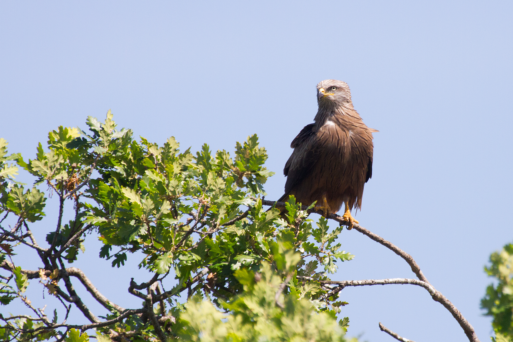 Black Kite