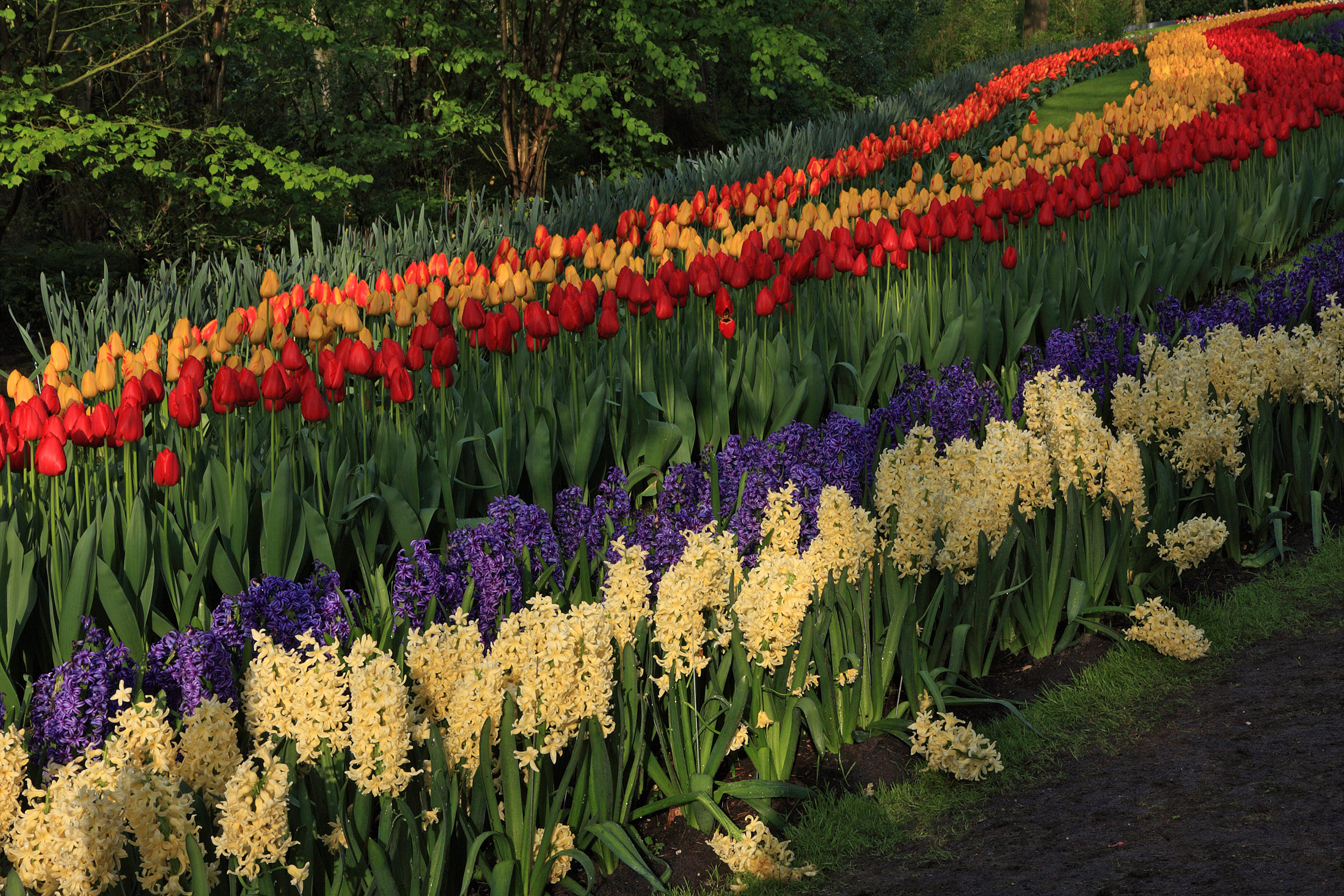 Virtuosismi floreali