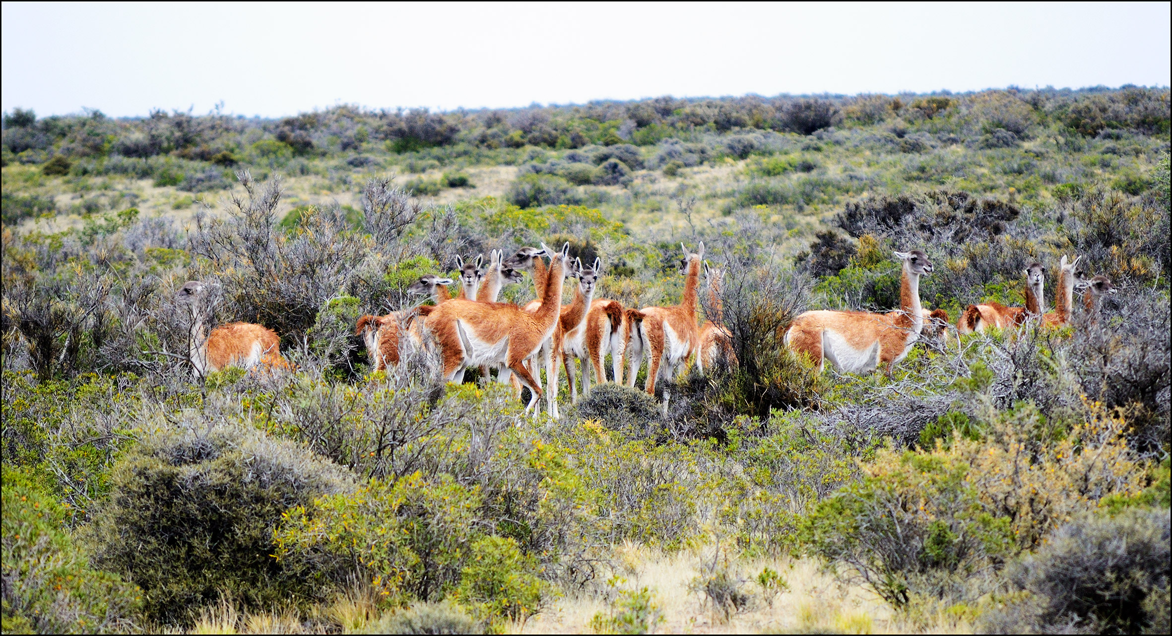 Gruppo di Guanachi