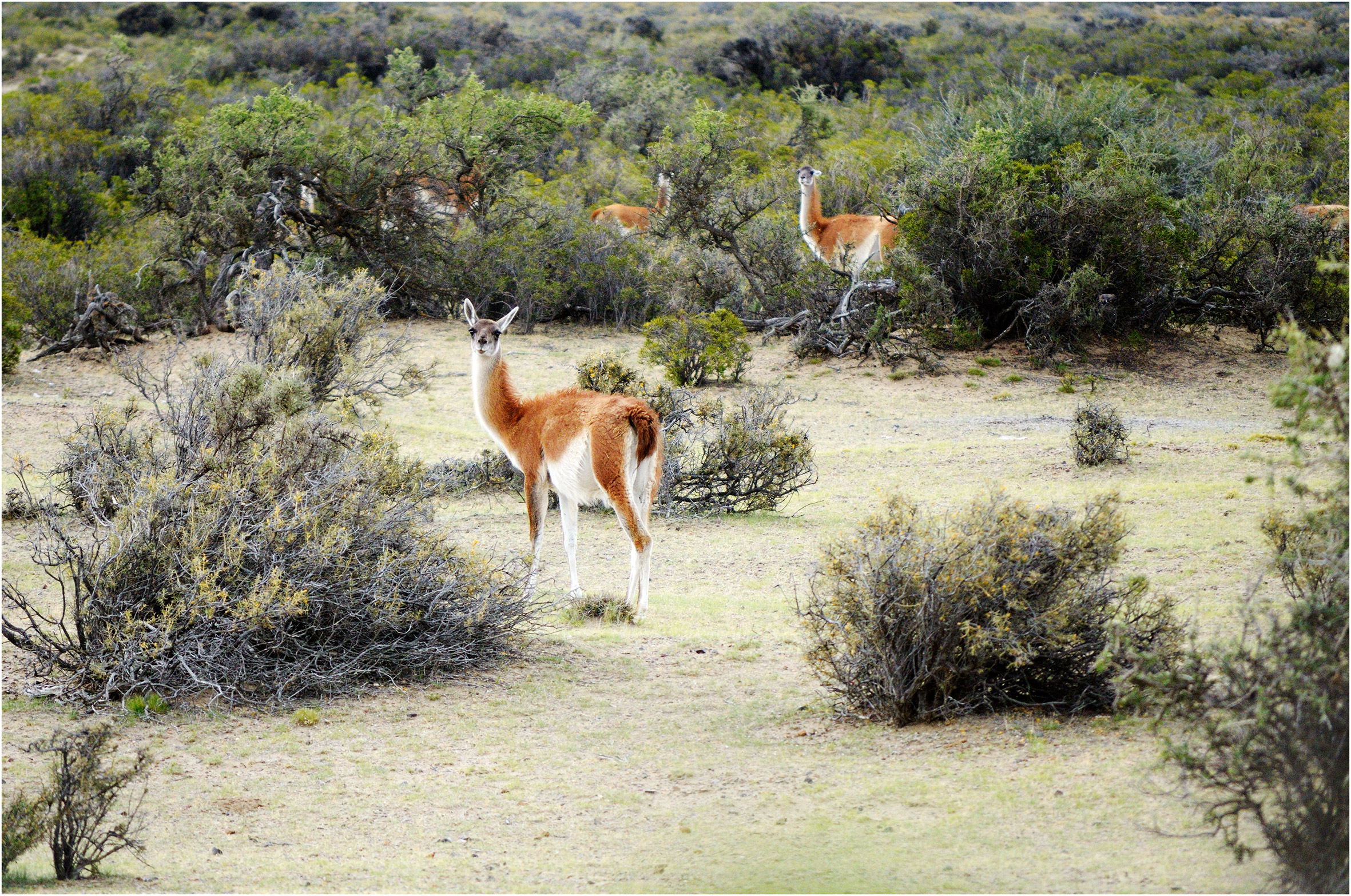 Guanaco sospettoso