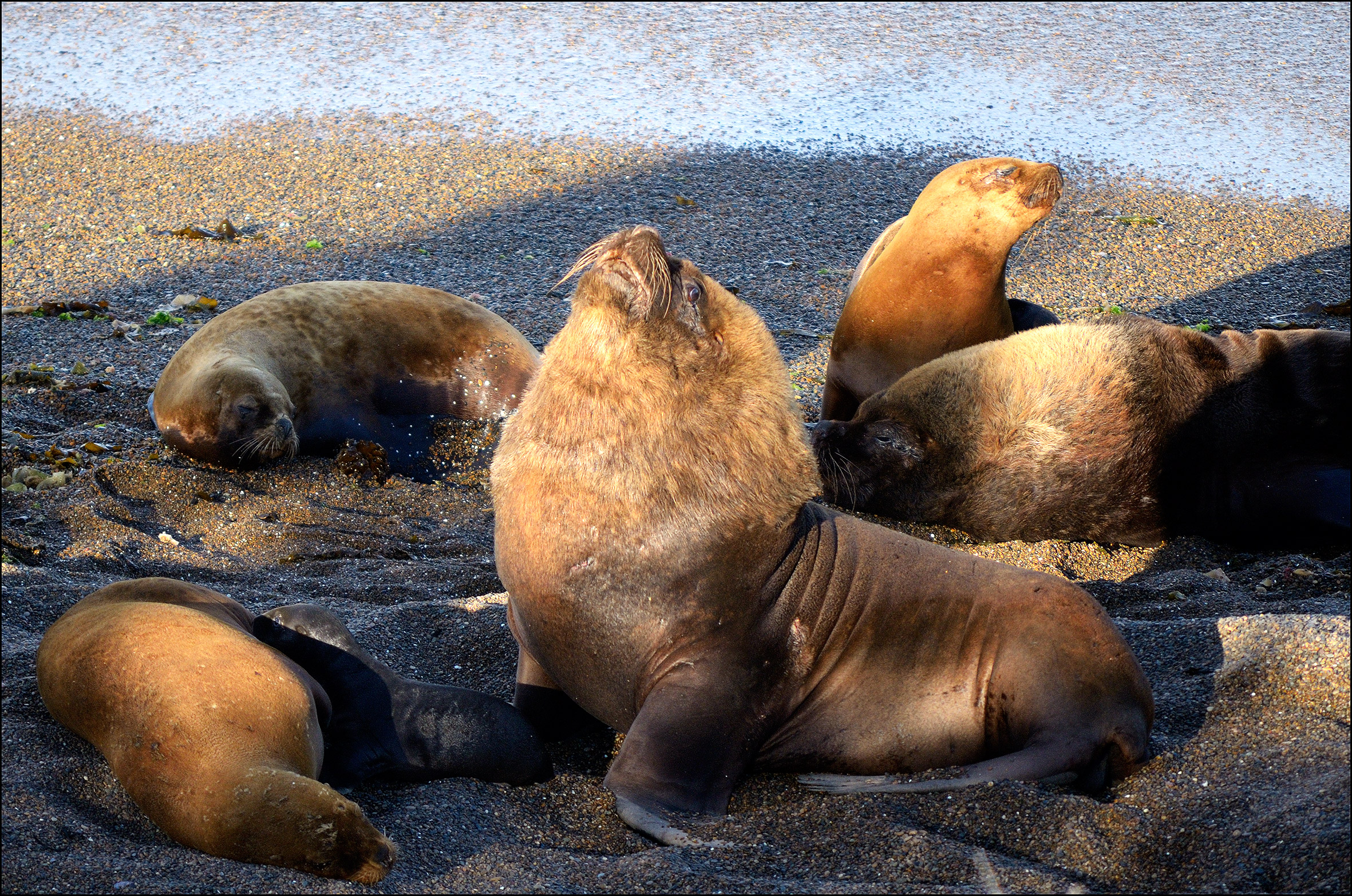 Fiero di essere fiero