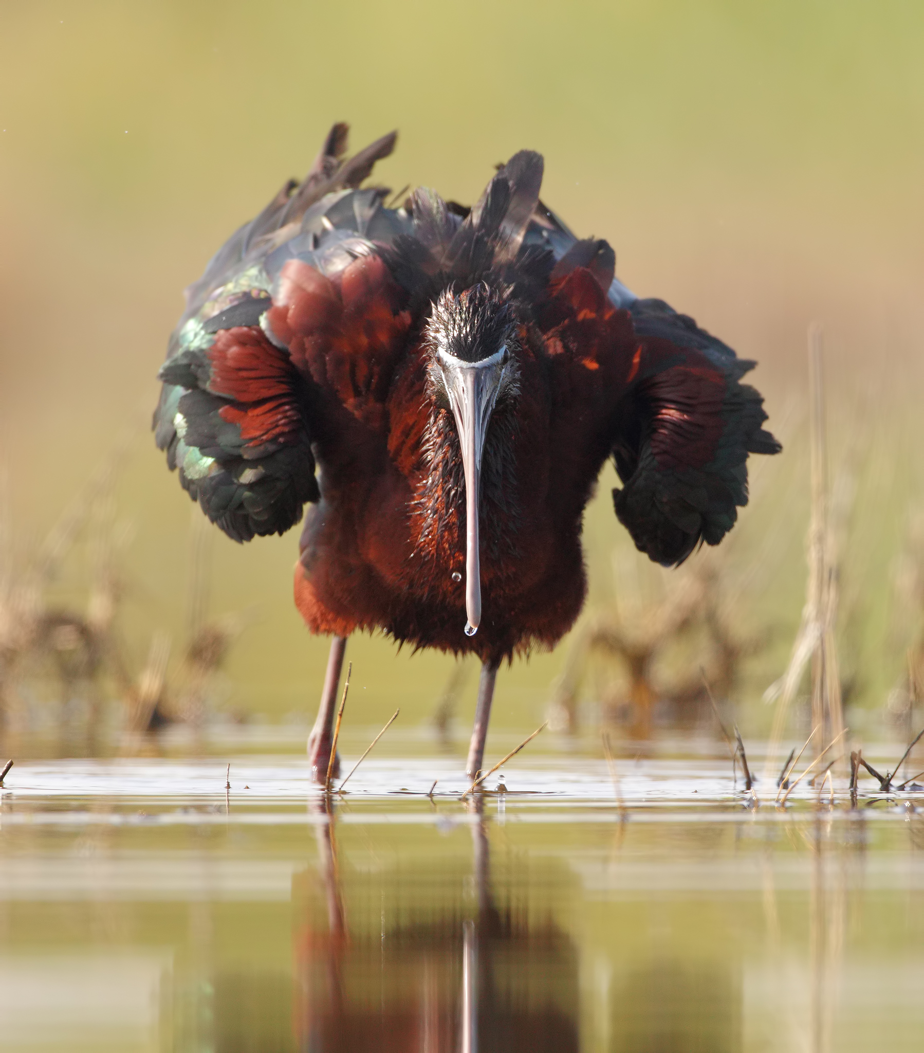 Most muscolar ( mignattaio )