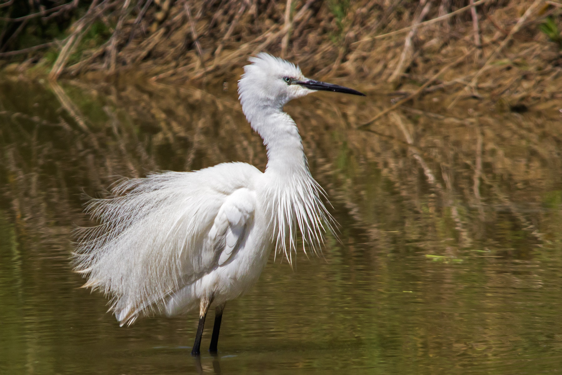 Egret ruffled