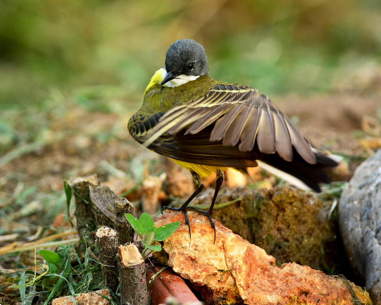 cutrettola e il ventaglio