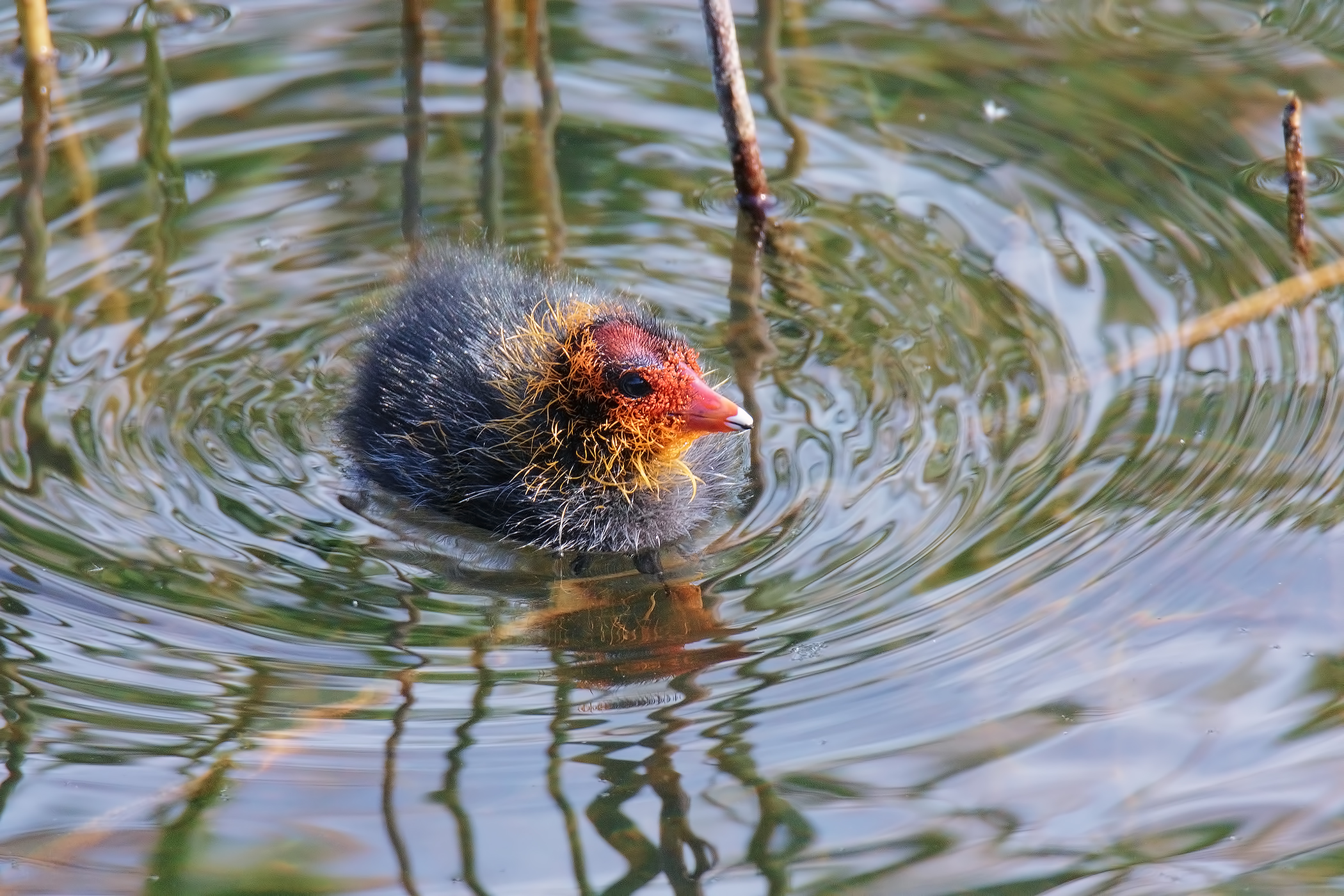 Giovane Gallinella d'Acqua