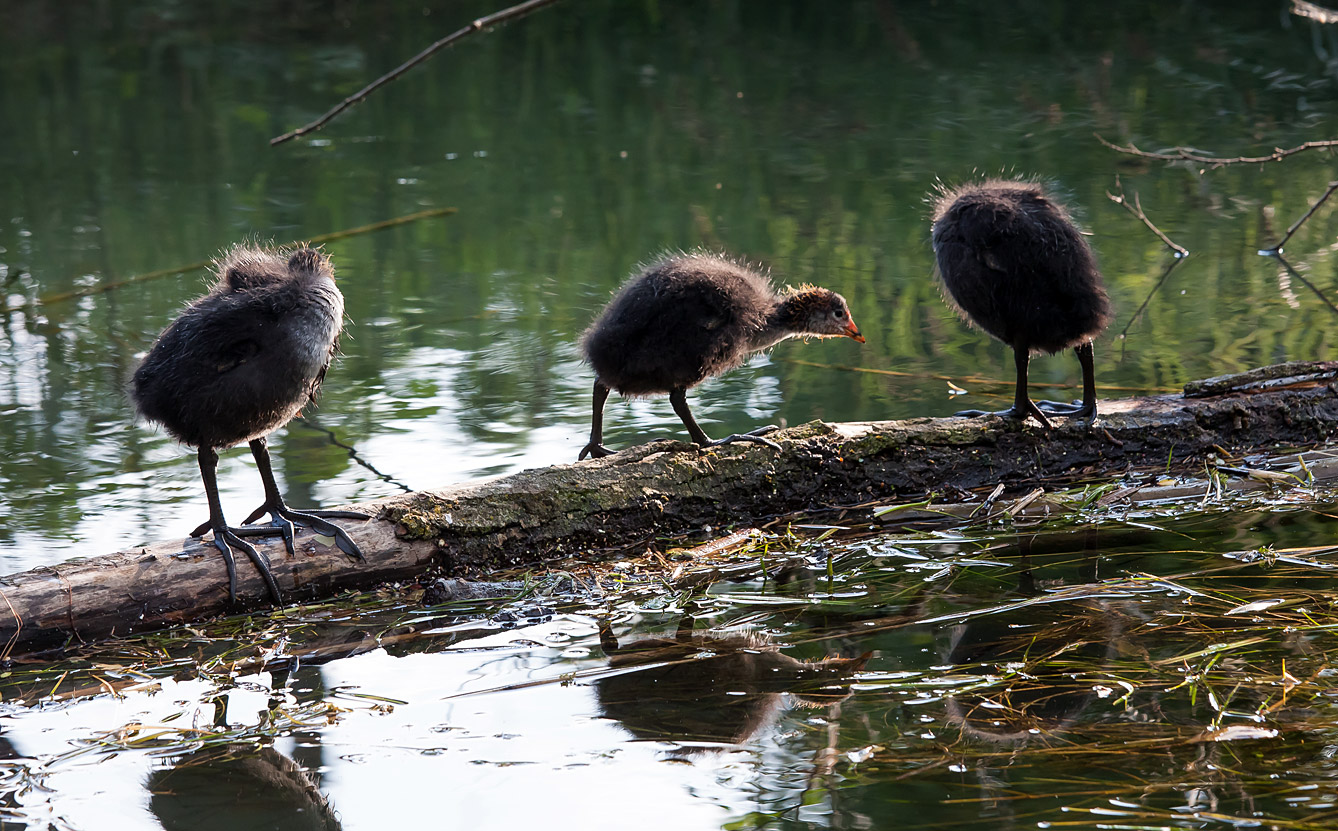 coot chicks.