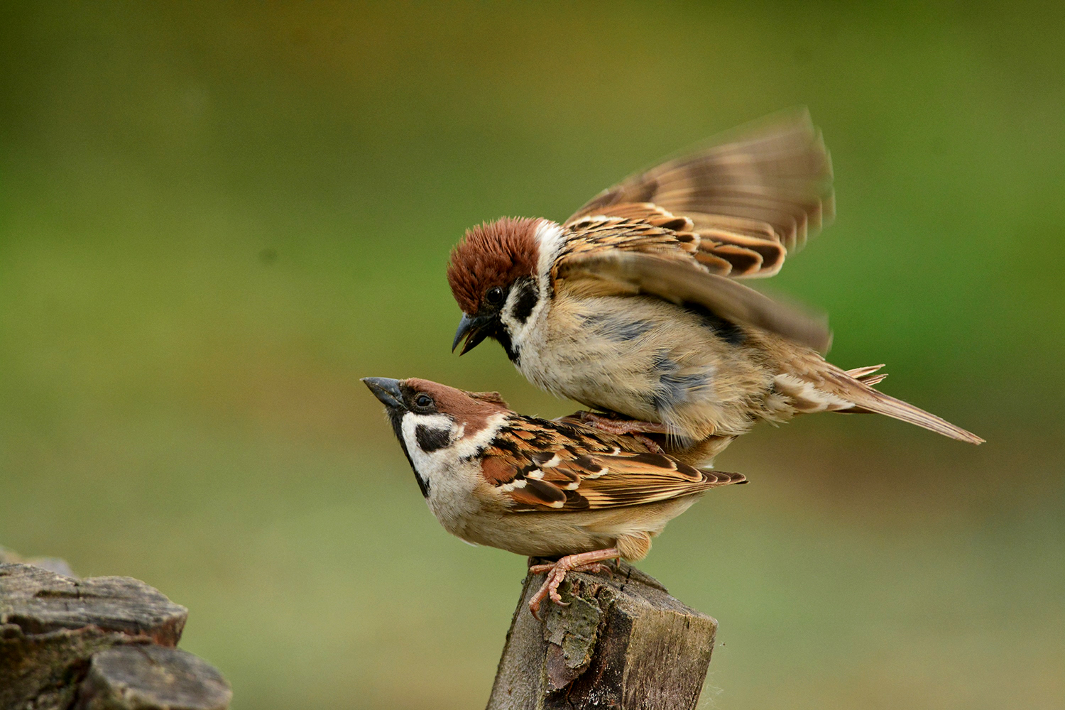 passero mattugia in accoppiamento