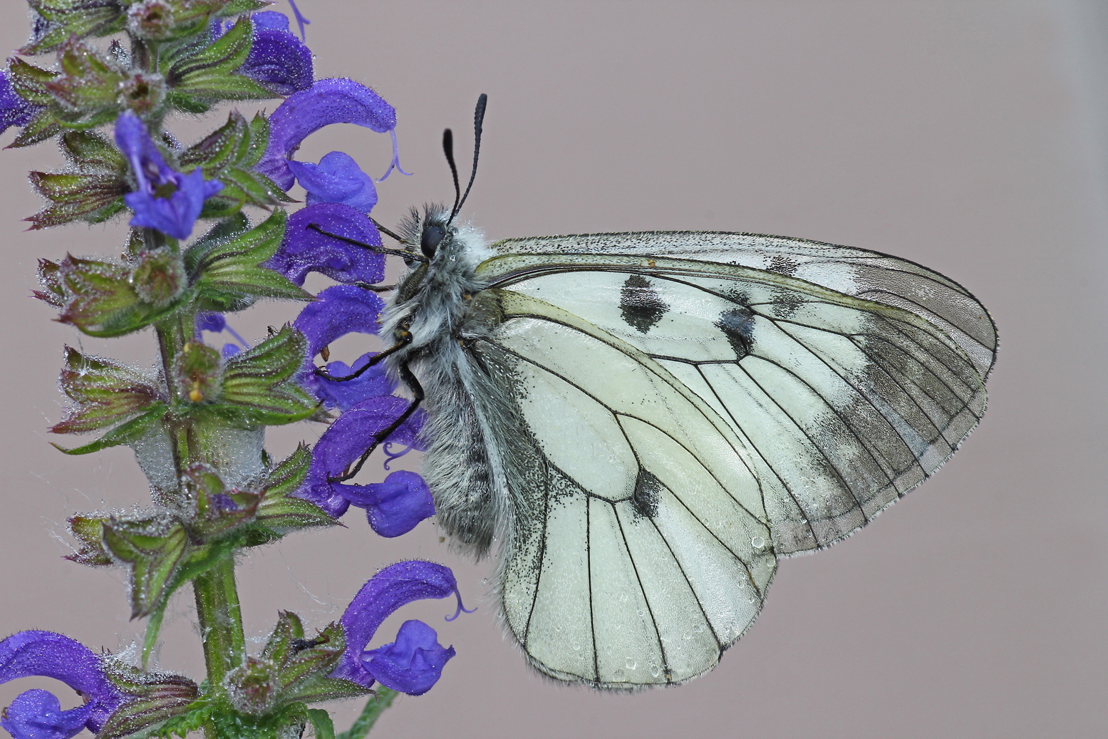 parnassius mnemosyne