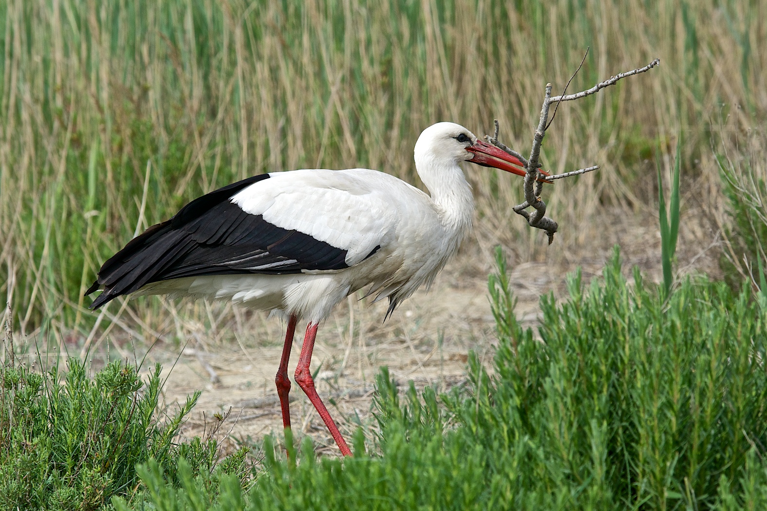 Stork